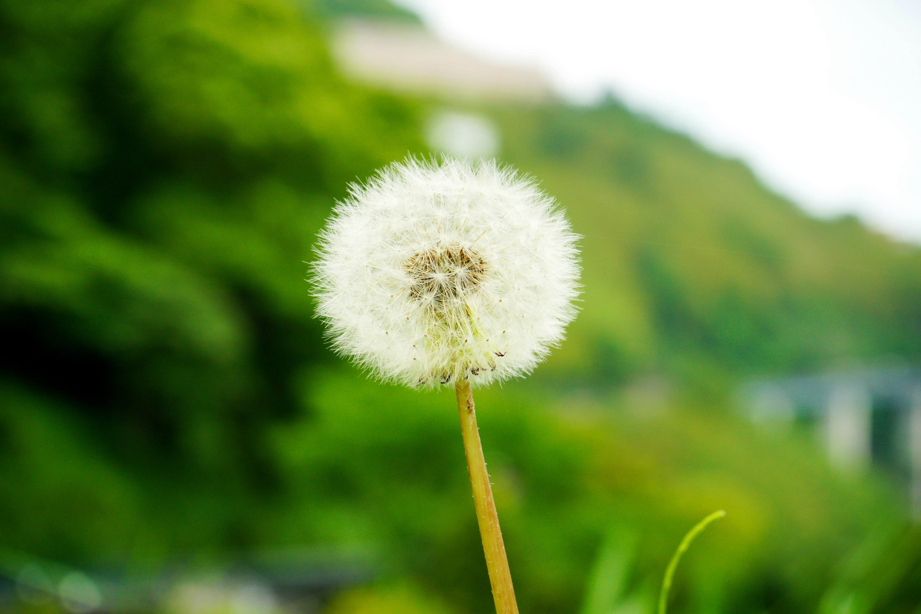 Ein weißer Löwenzahn-Puffball vor grünem Hintergrund