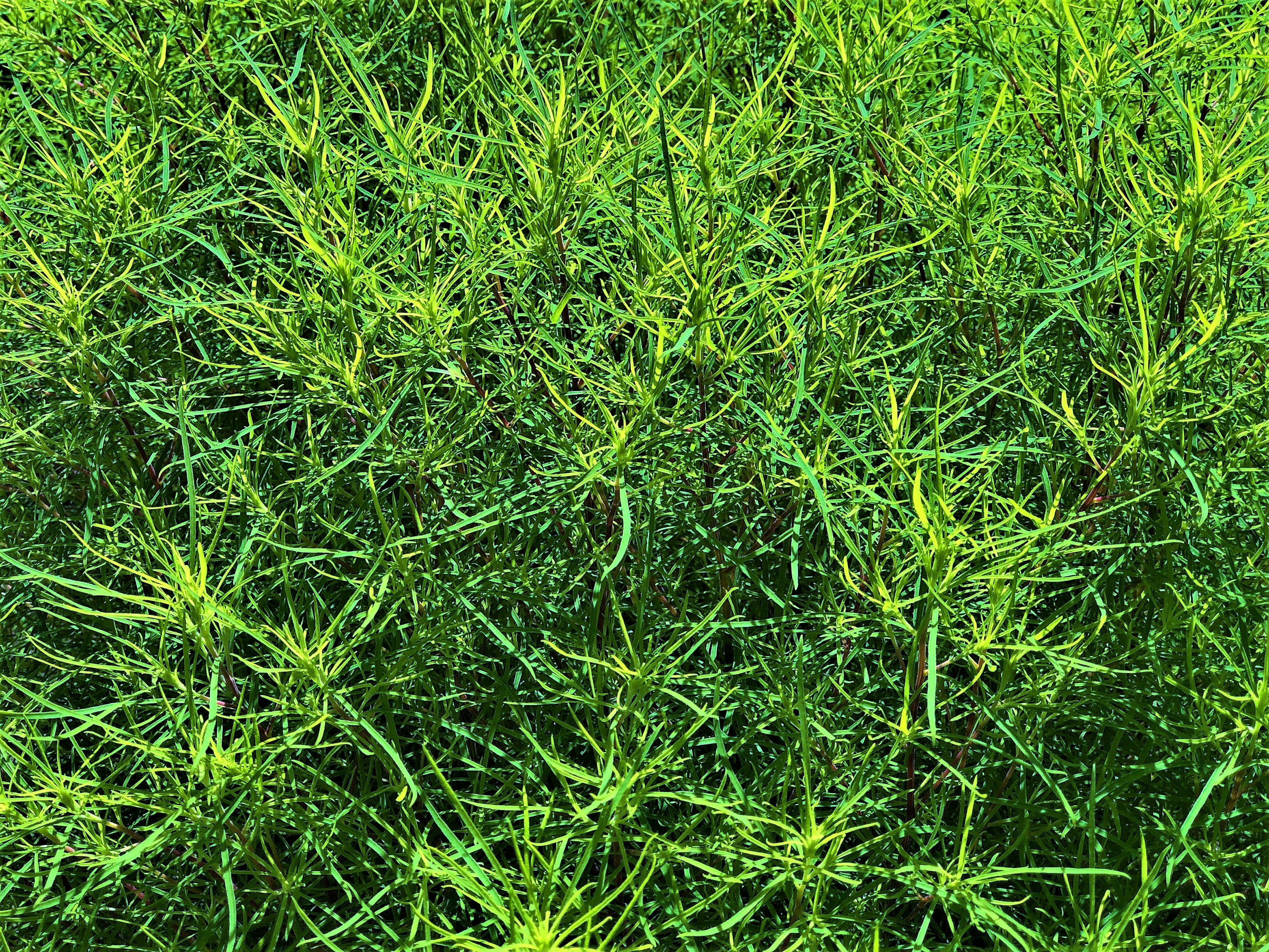 Pasto verde denso con hojas delgadas y puntiagudas