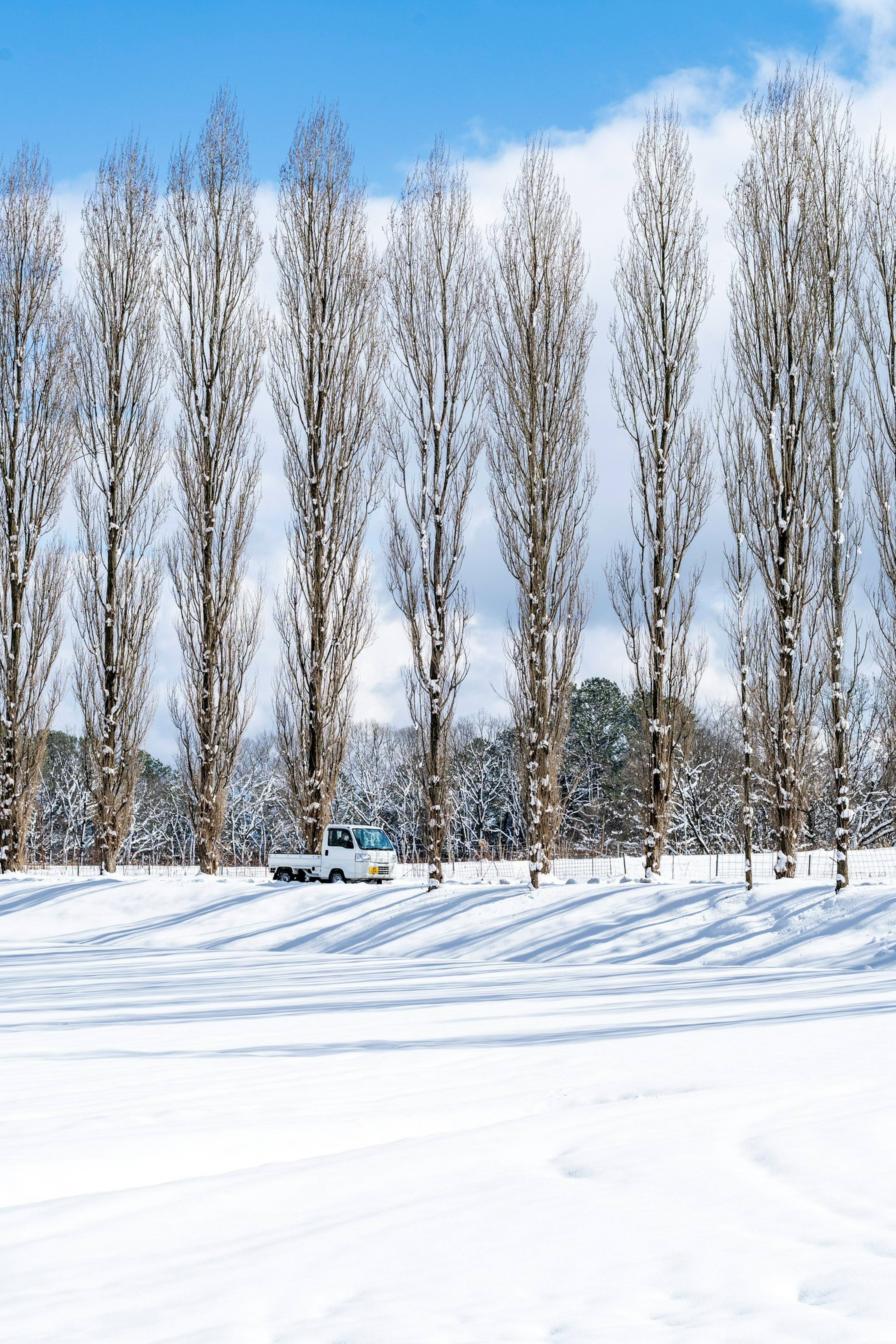 Fila di alberi alti in un paesaggio innevato sotto un cielo blu