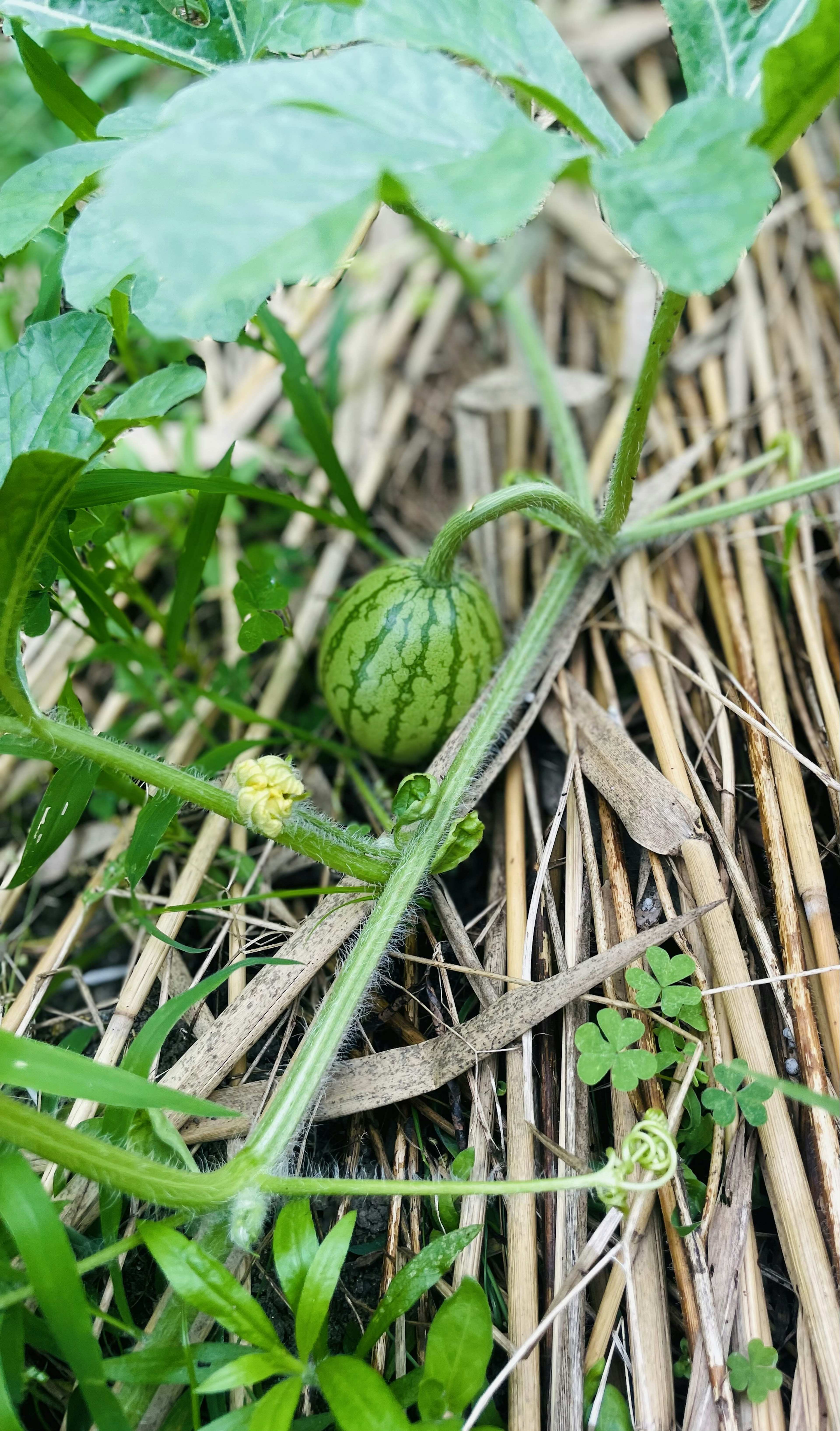 A small watermelon growing among green leaves