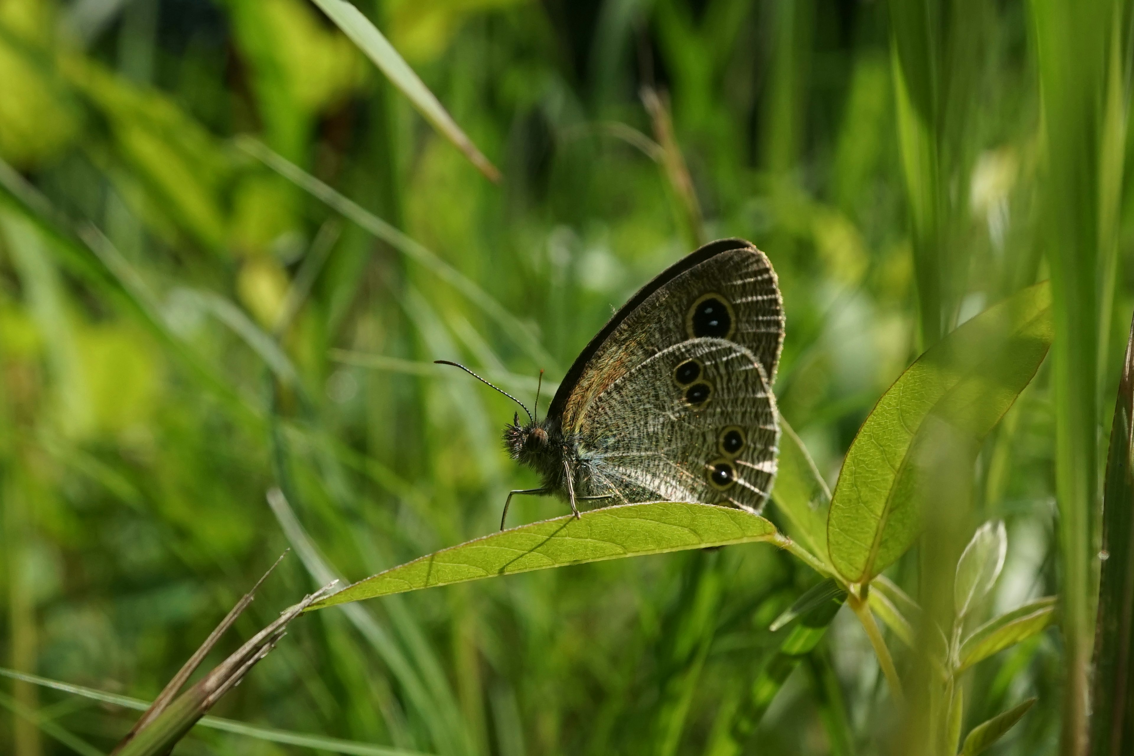 Schmetterling auf einem Blatt im Gras