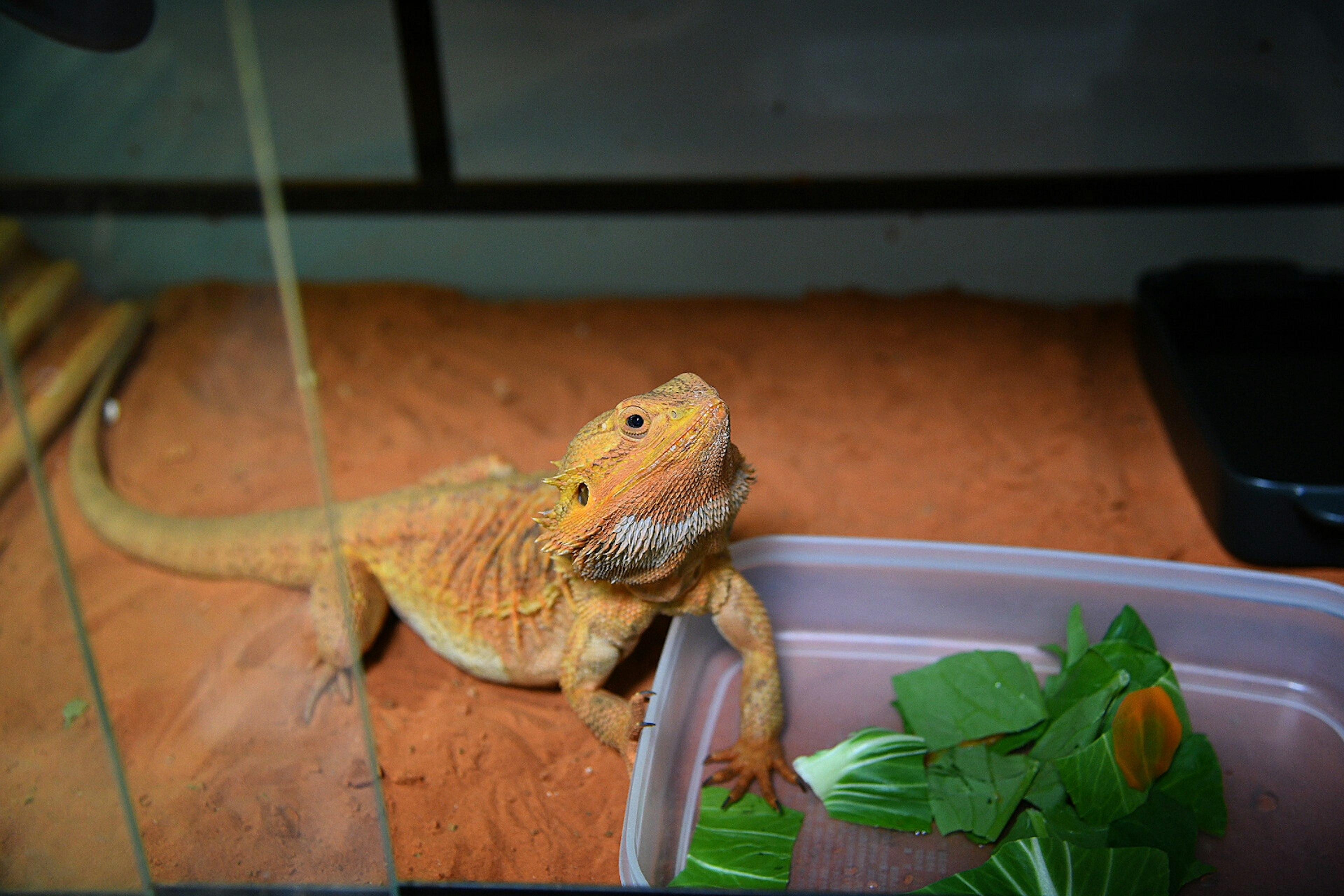 An orange bearded dragon near a water dish with leafy greens