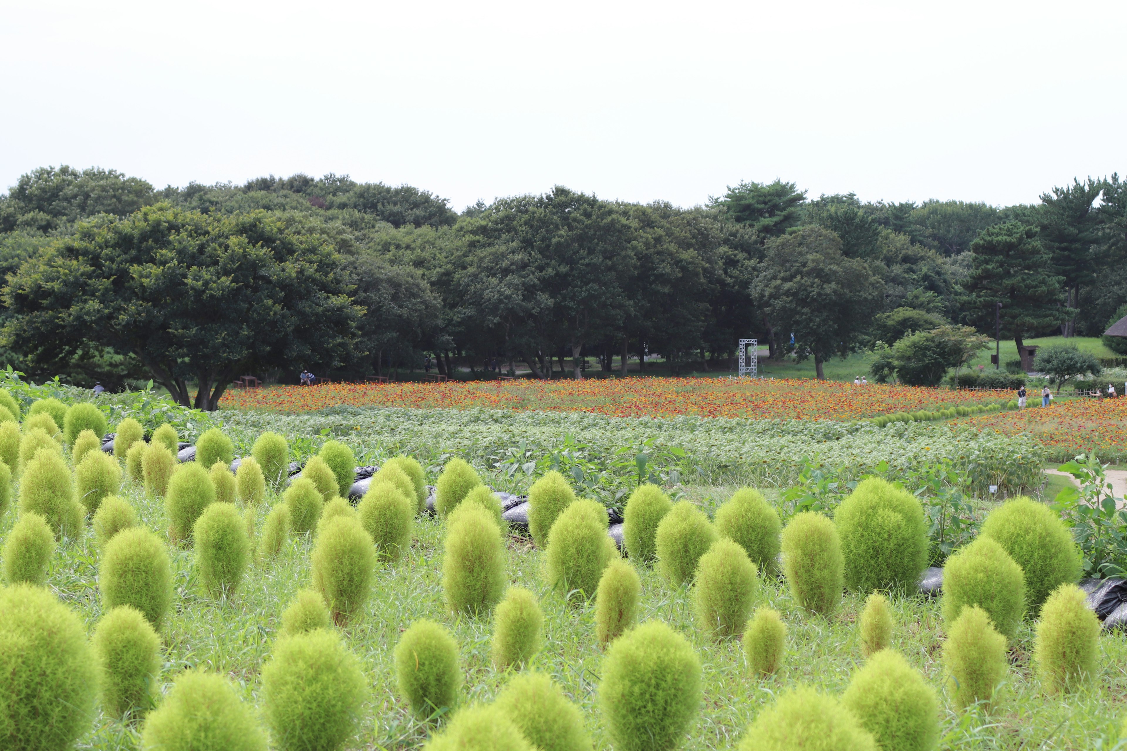 Field of green kochia plants with a background of farmland