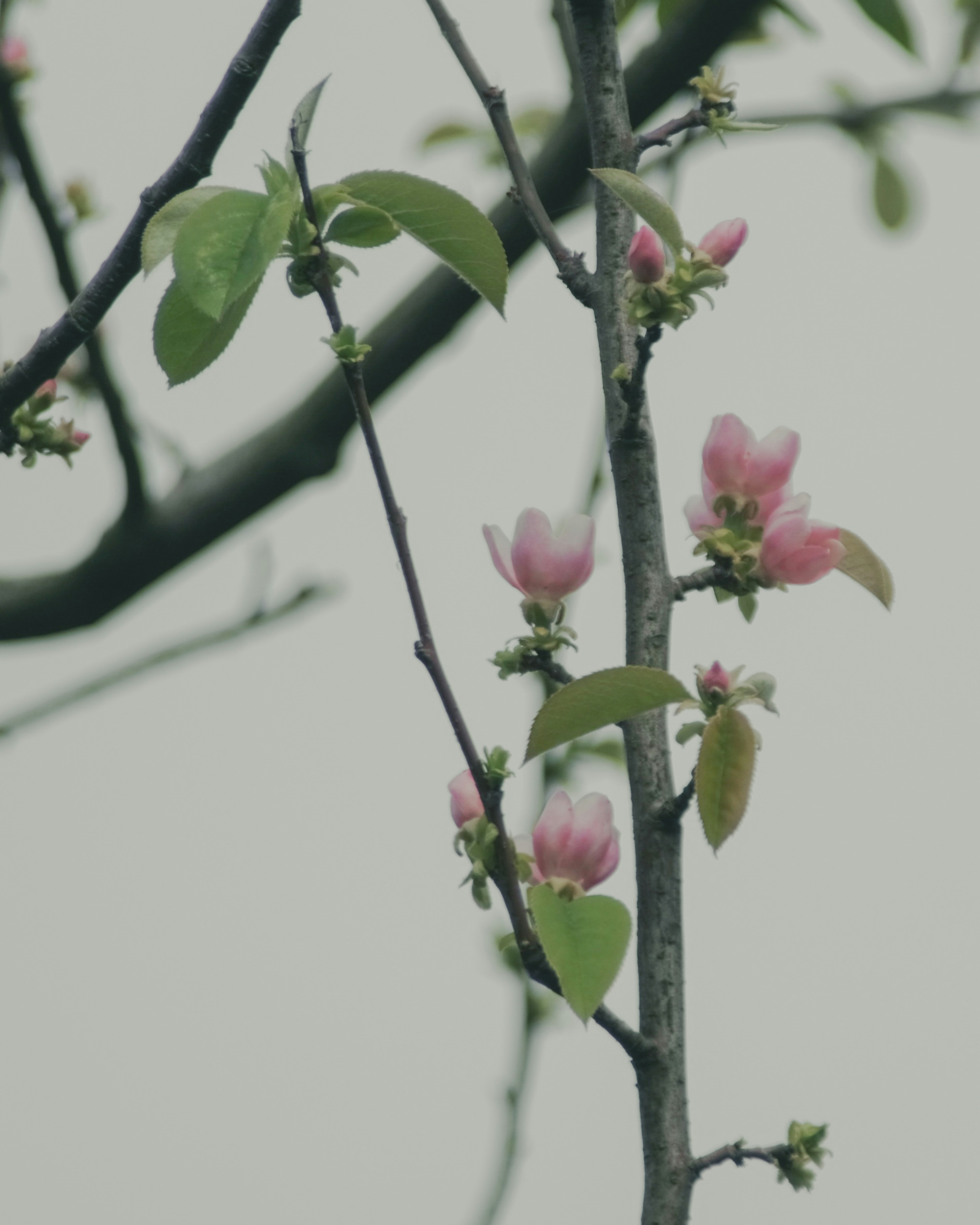 薄いピンクの花と緑の葉を持つ木の枝