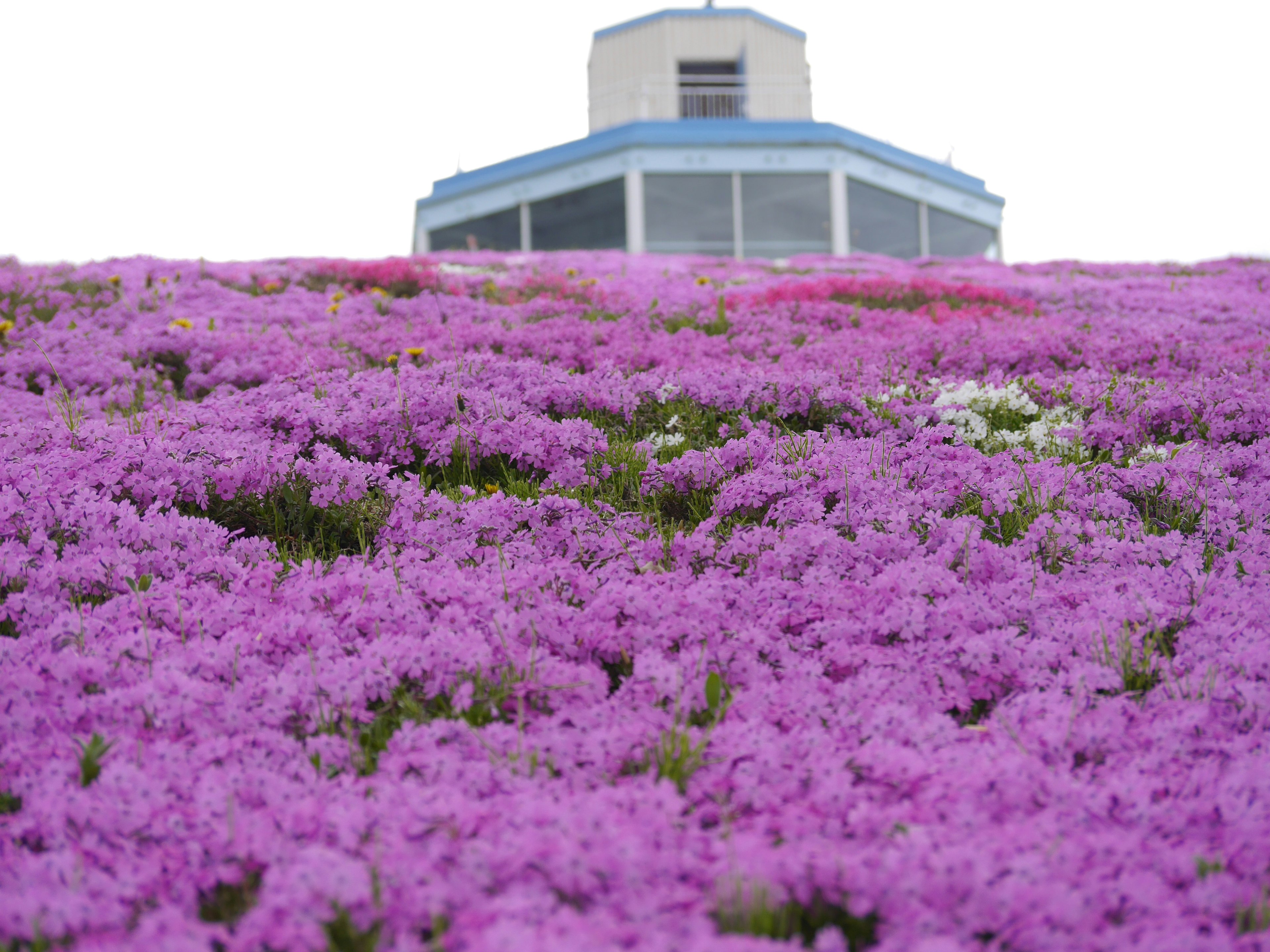 紫色の花が広がる丘の上にある建物