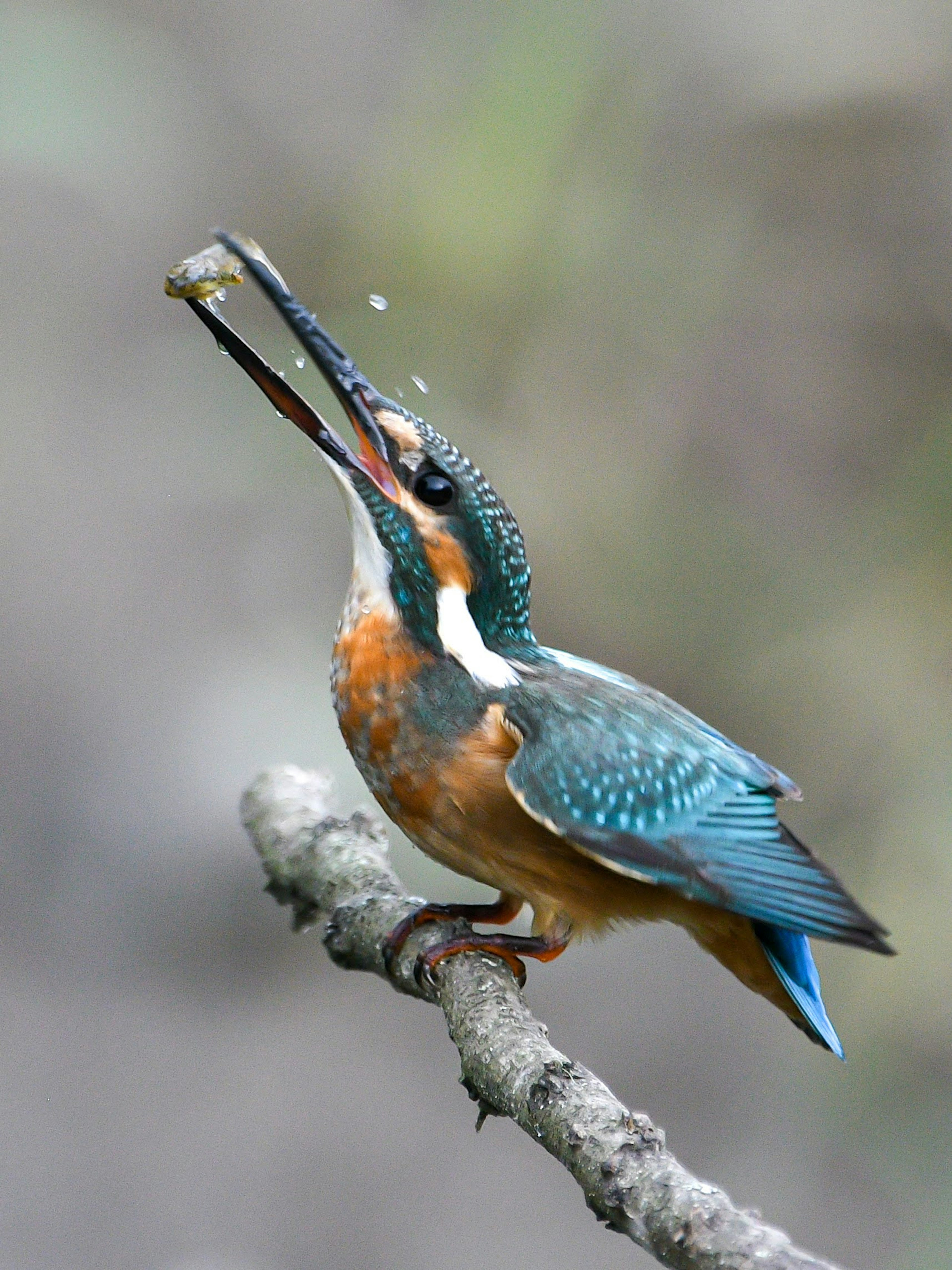 Seekor burung kingfisher dengan bulu biru dan perut oranye bertengger di dahan memegang ikan di paruhnya