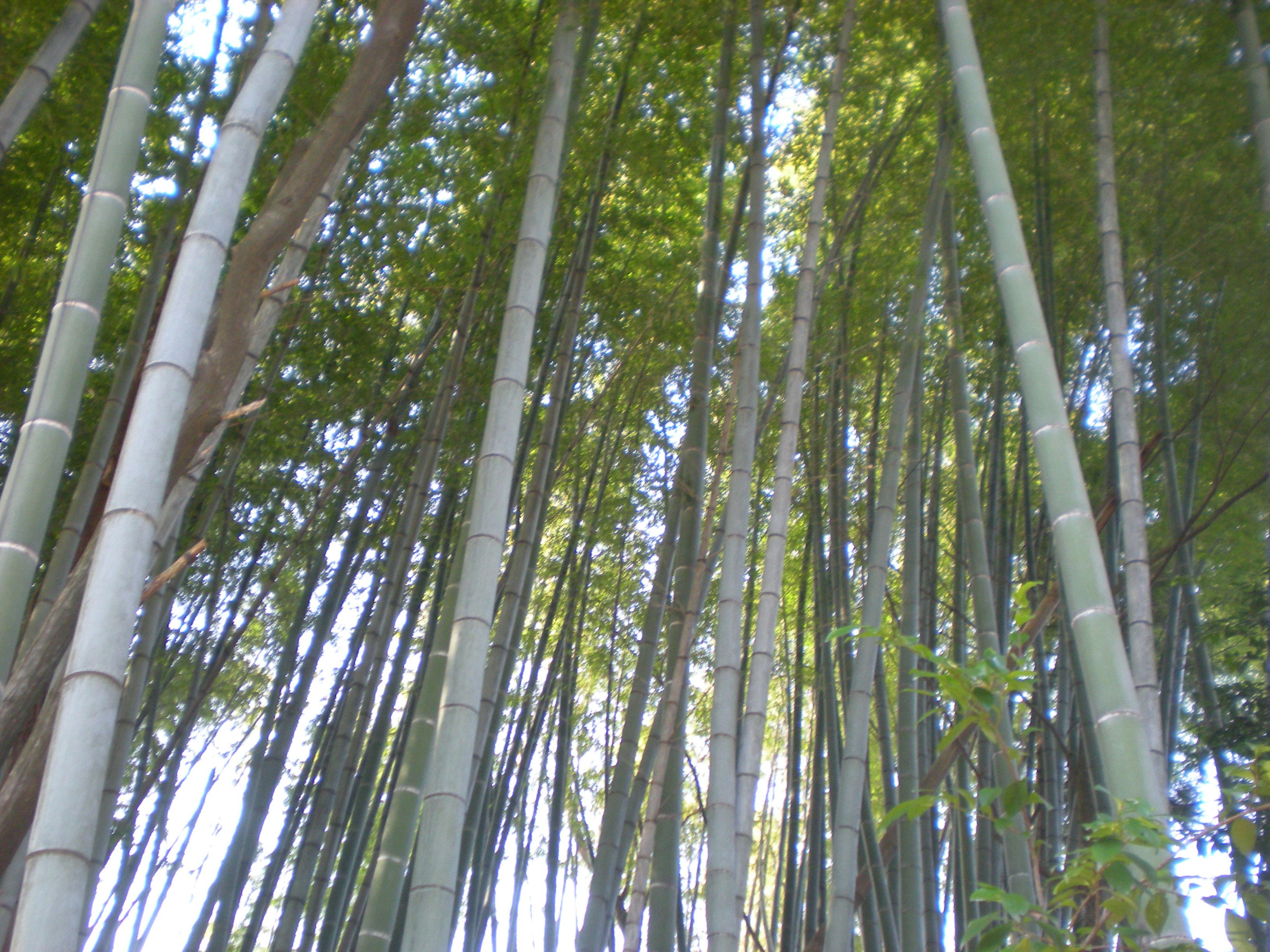 View from below of tall green bamboo stalks and leaves reaching toward the sky