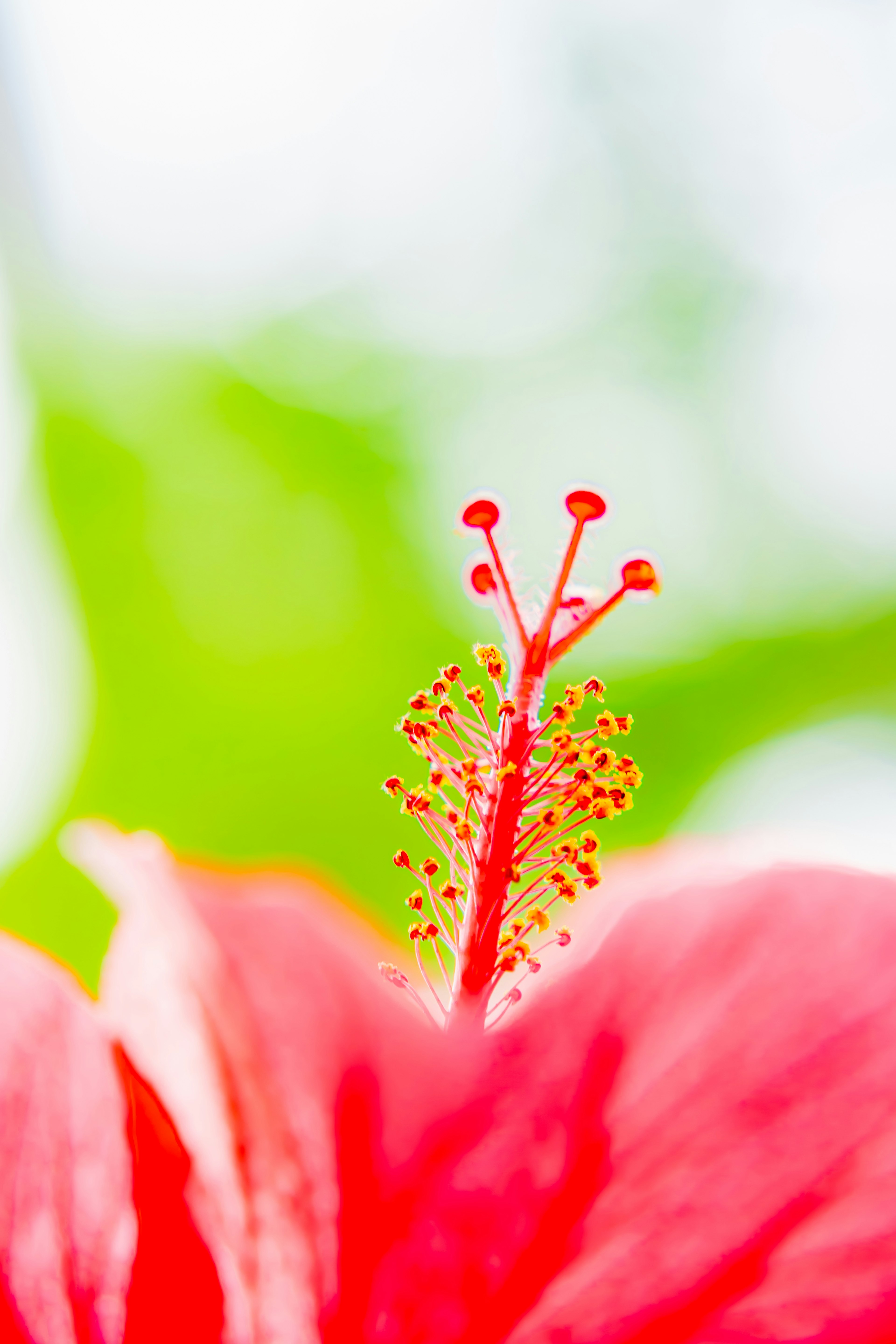 红色芙蓉花的特写，展示其复杂的雄蕊和花粉