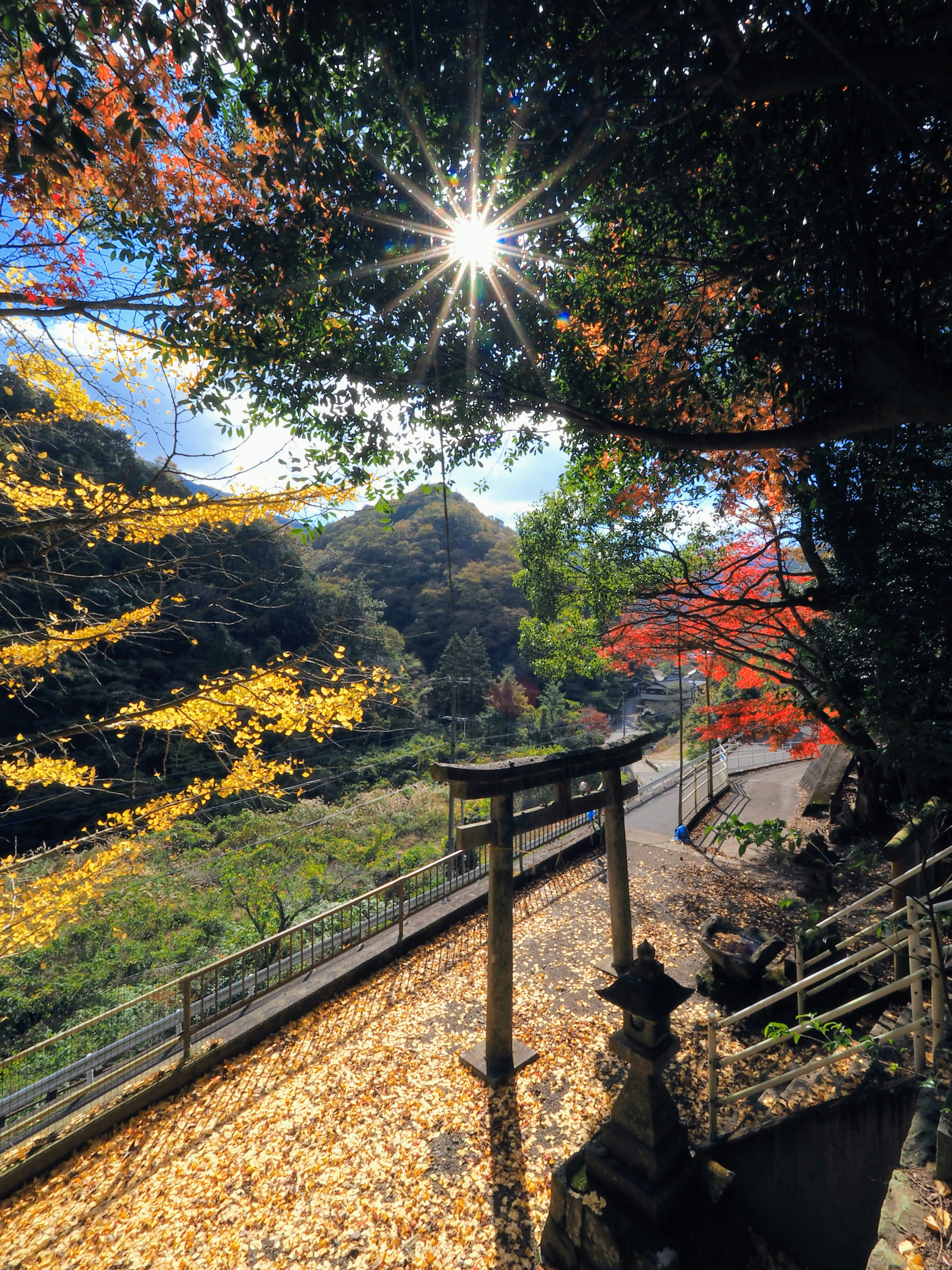 美しい紅葉に囲まれた鳥居と光る太陽