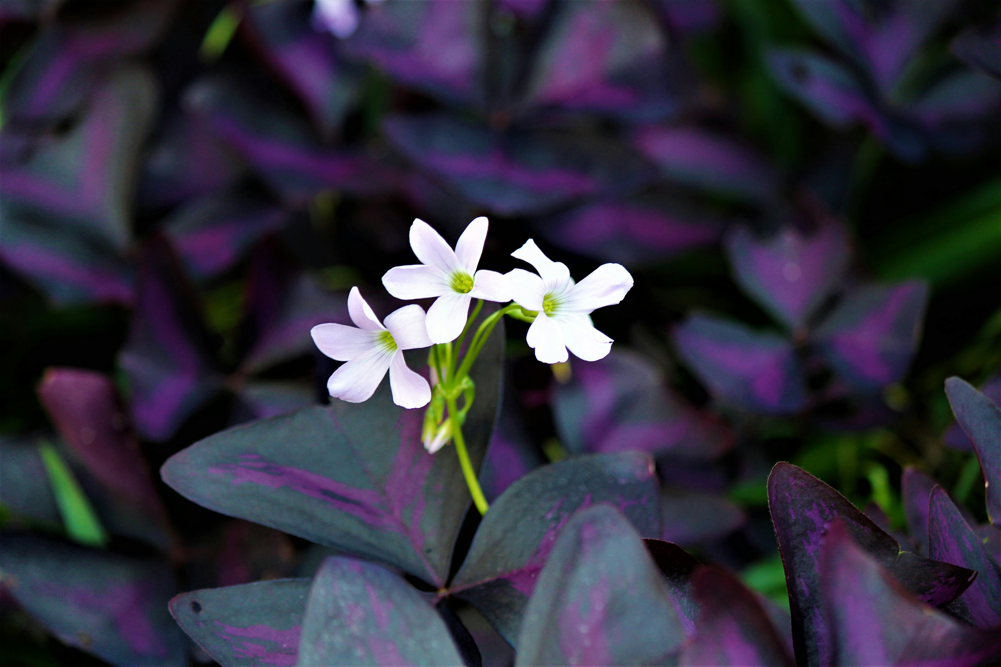 Flores blancas floreciendo entre hojas moradas