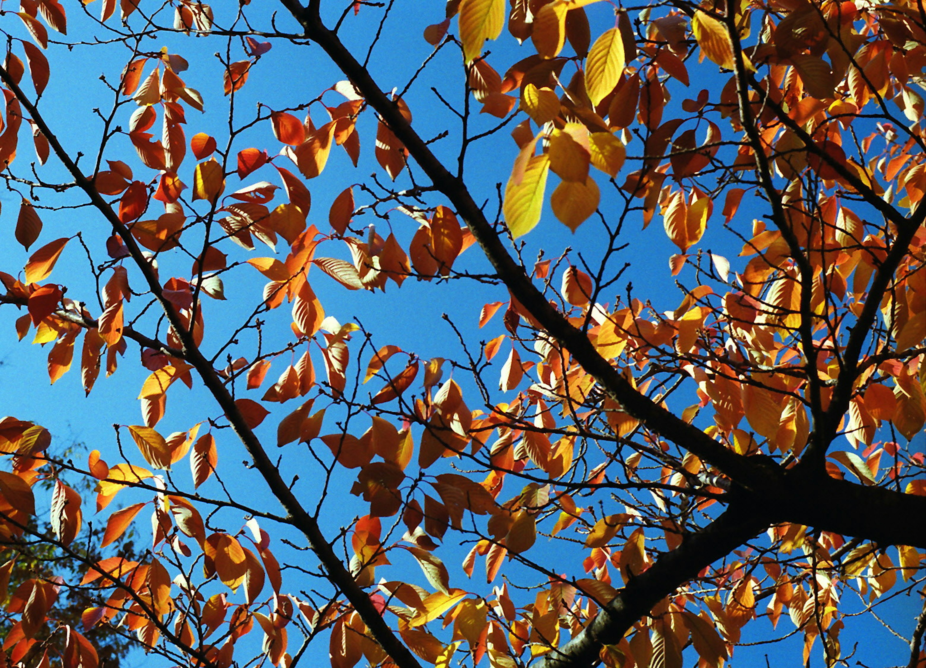 Colorful autumn leaves against a blue sky