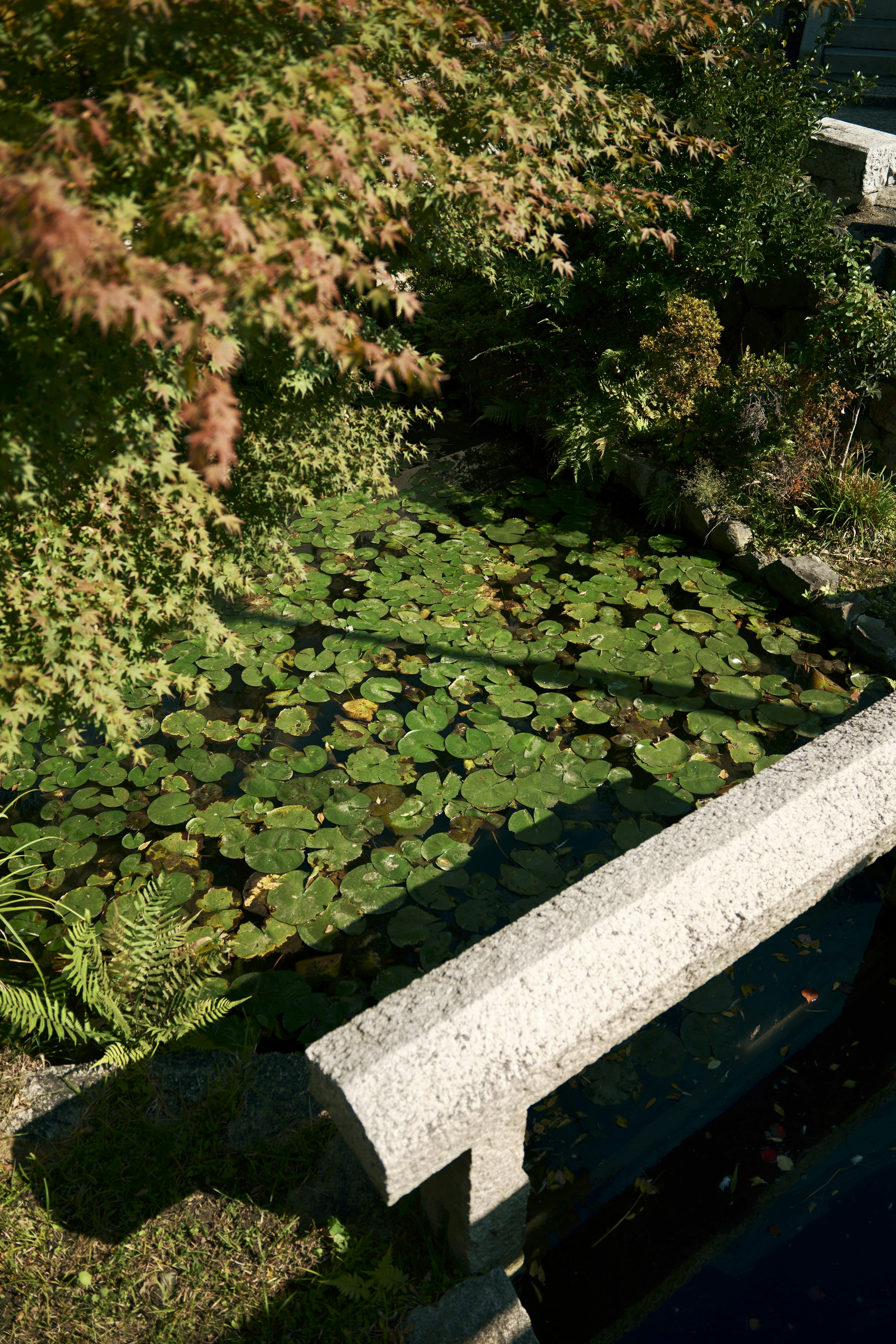 View of a pond with green lily pads and a stone bench