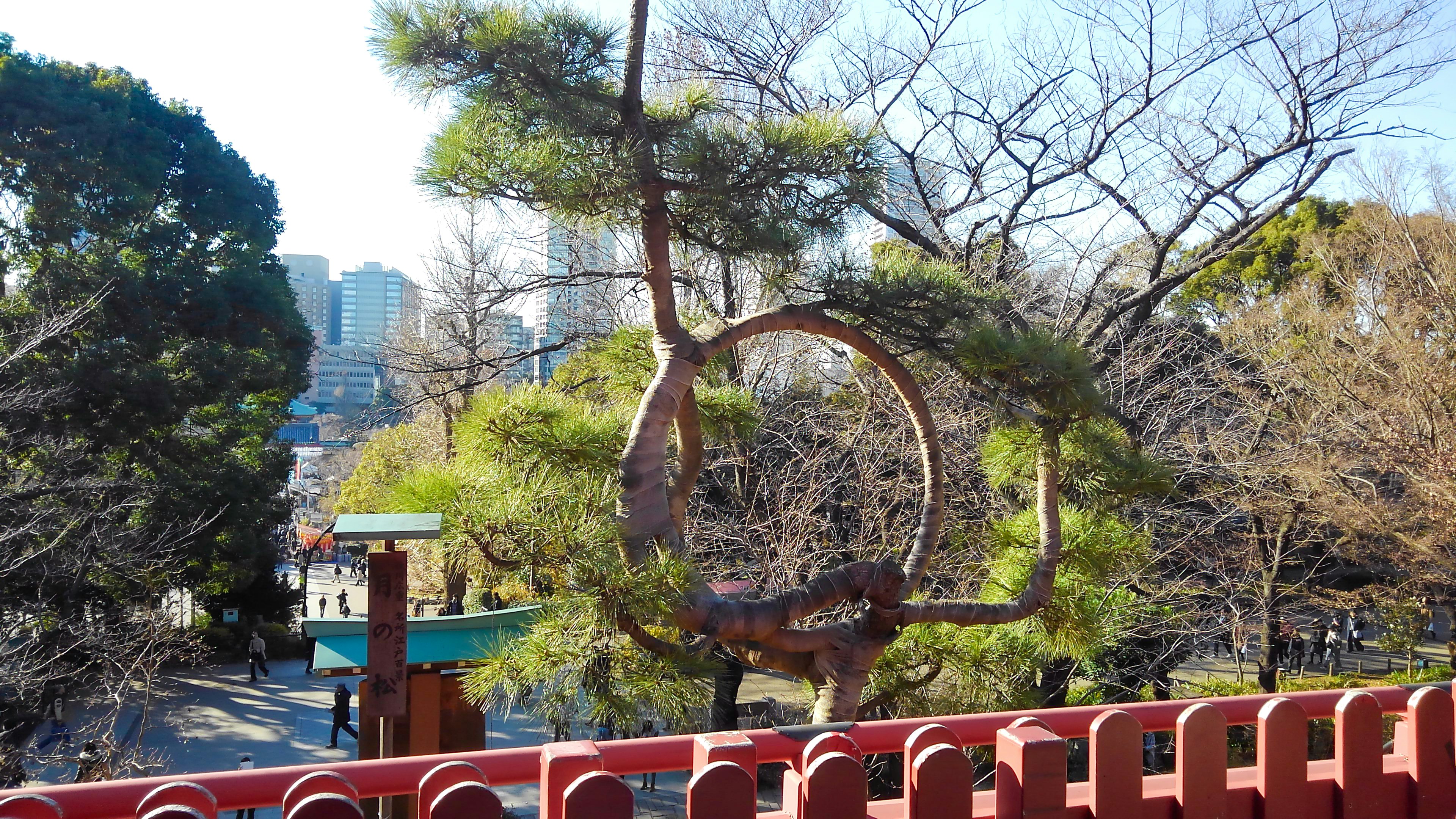 Pino de forma única en un parque con un horizonte urbano al fondo