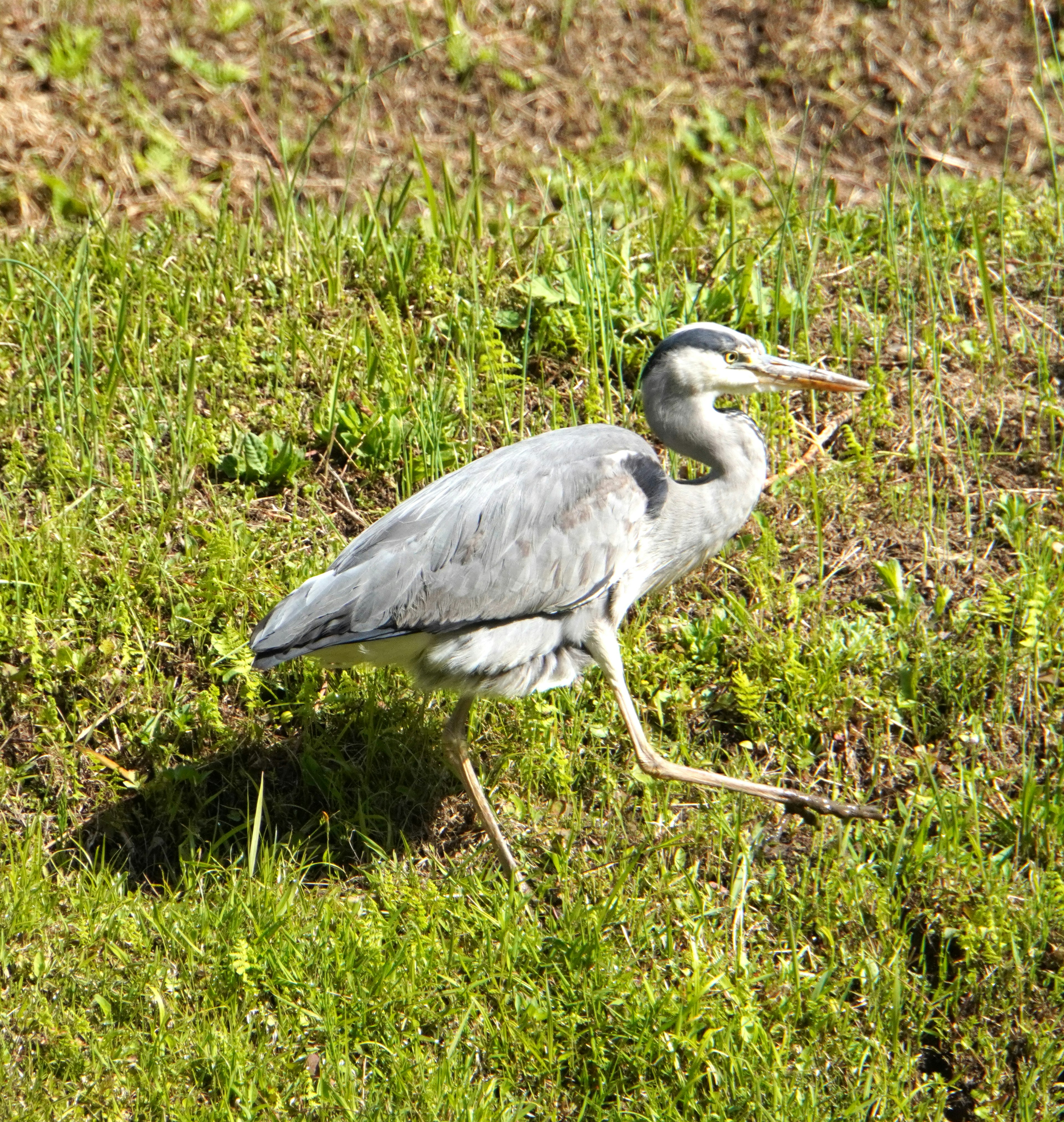 Seekor bangau dengan bulu biru berjalan di rumput