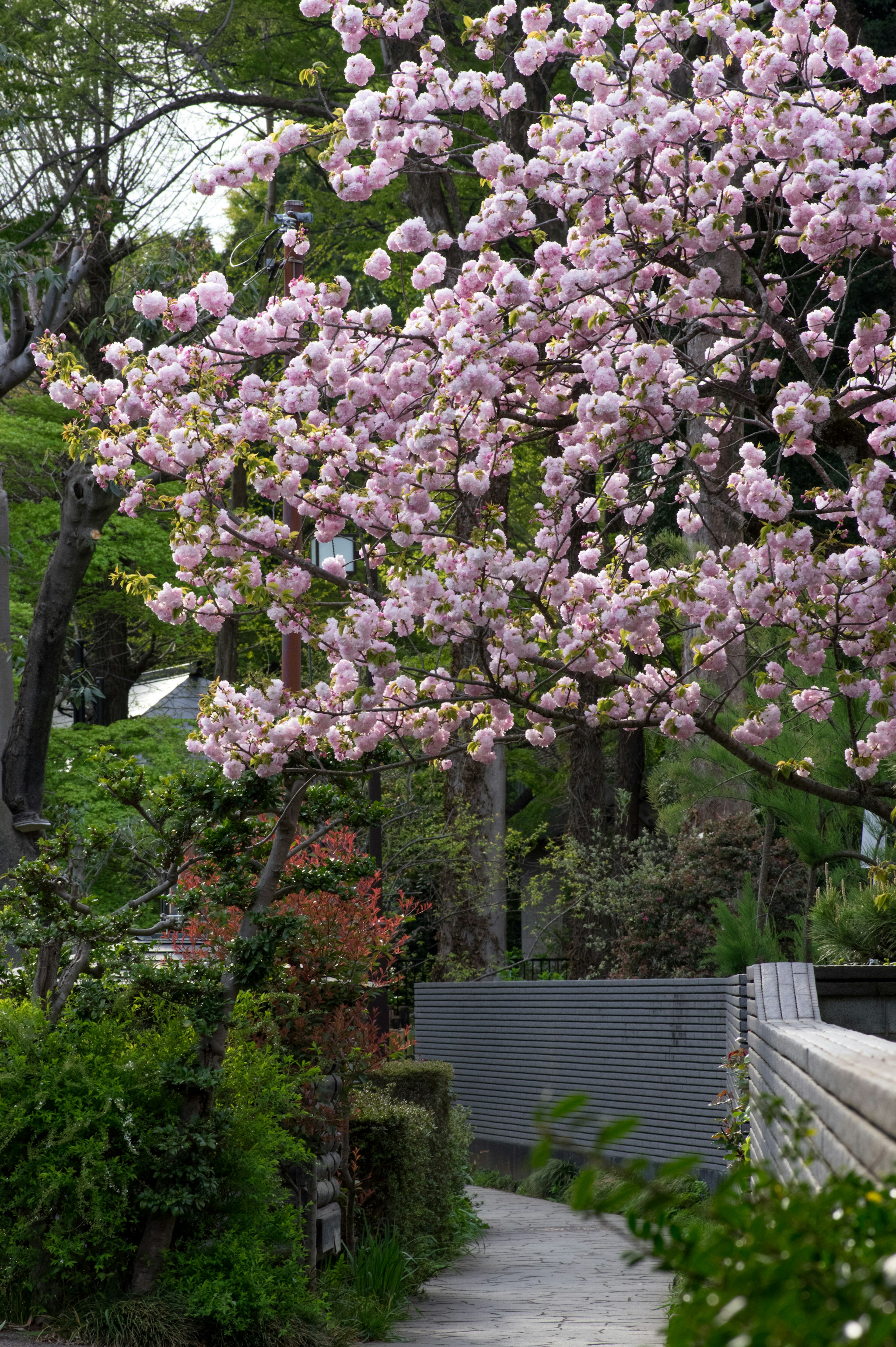 ต้นซากุระที่สวยงามในทางเดินที่เขียวขจี