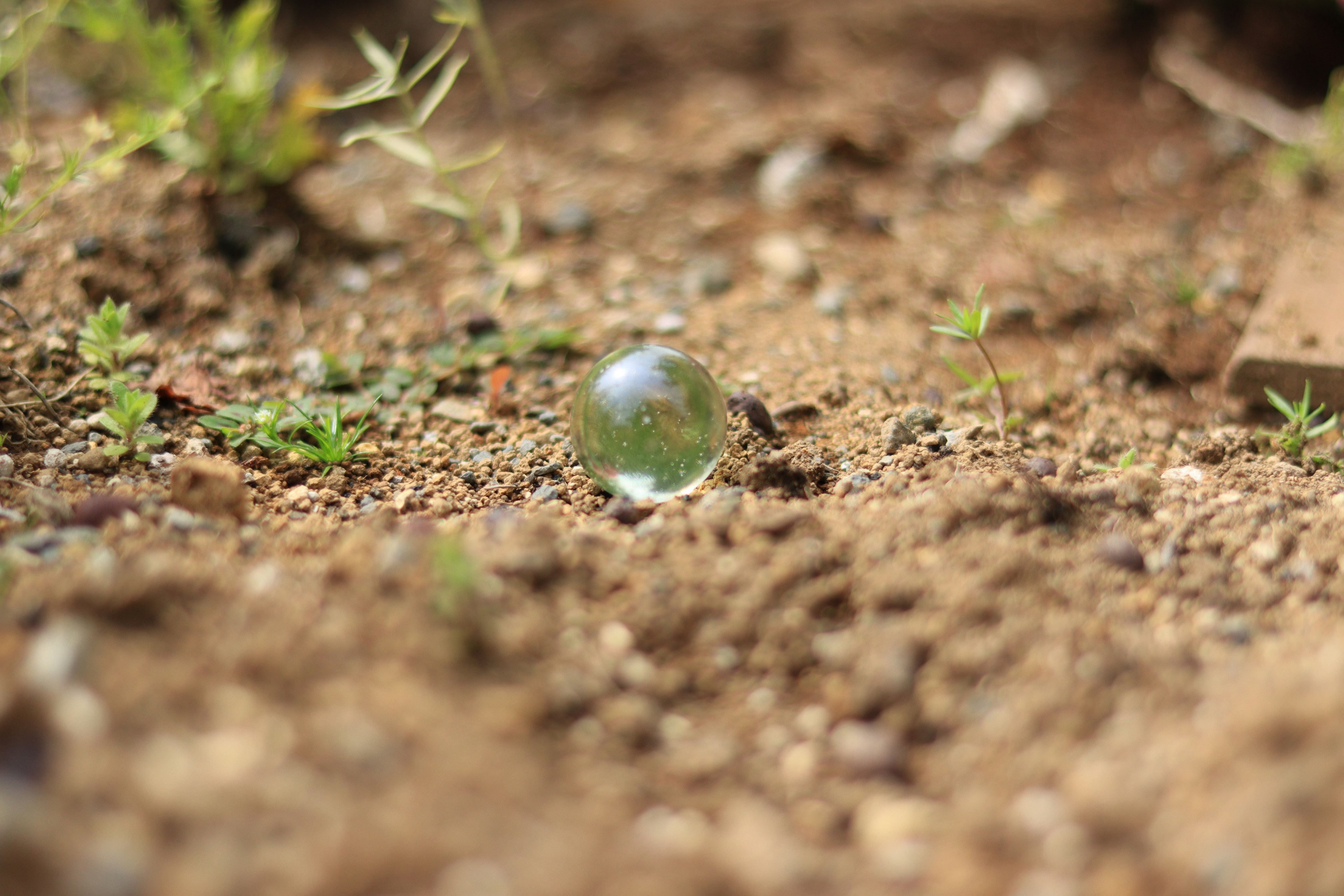 A small glass marble resting on the ground among green plants