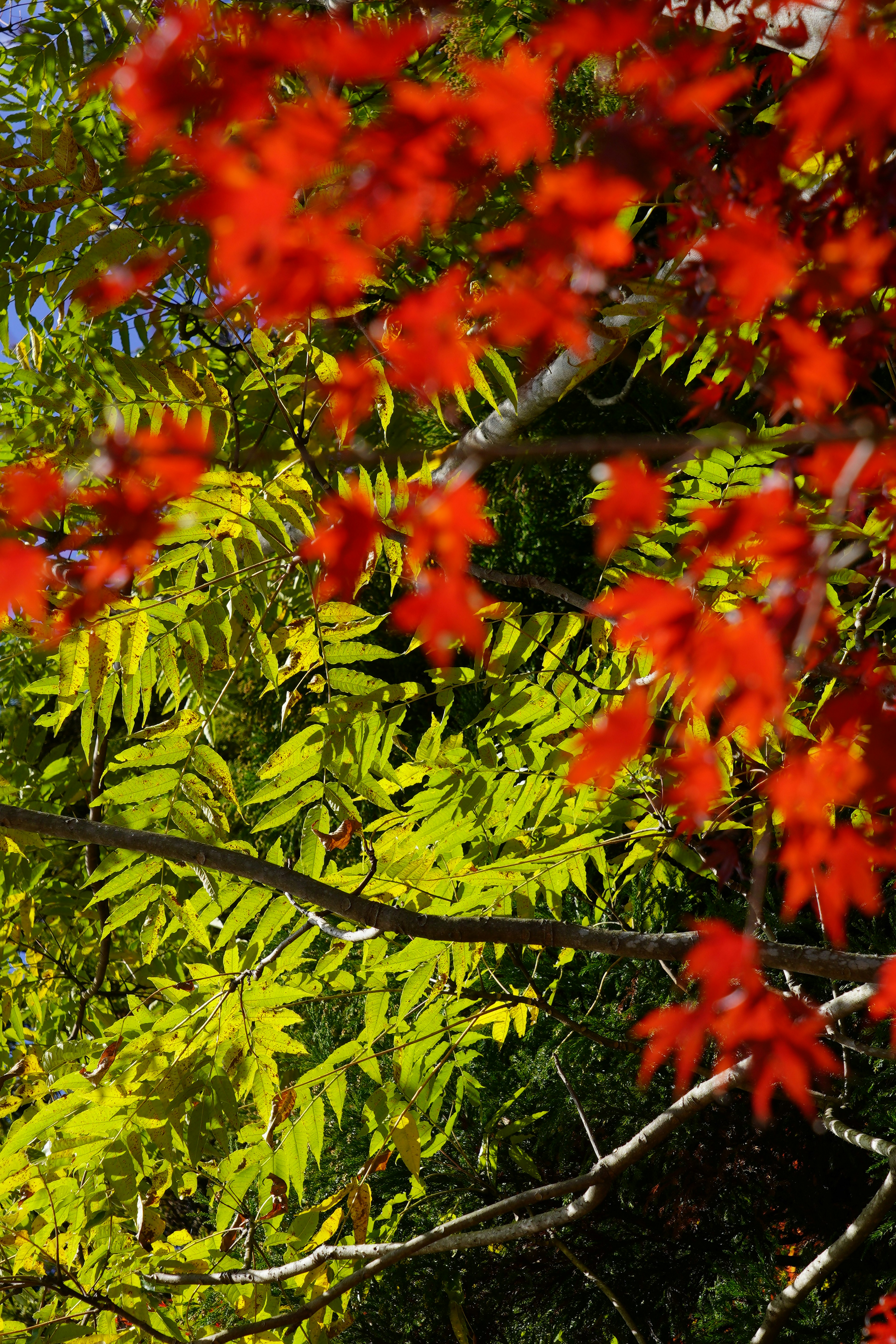 Scena autunnale con foglie rosse e verdi vivaci