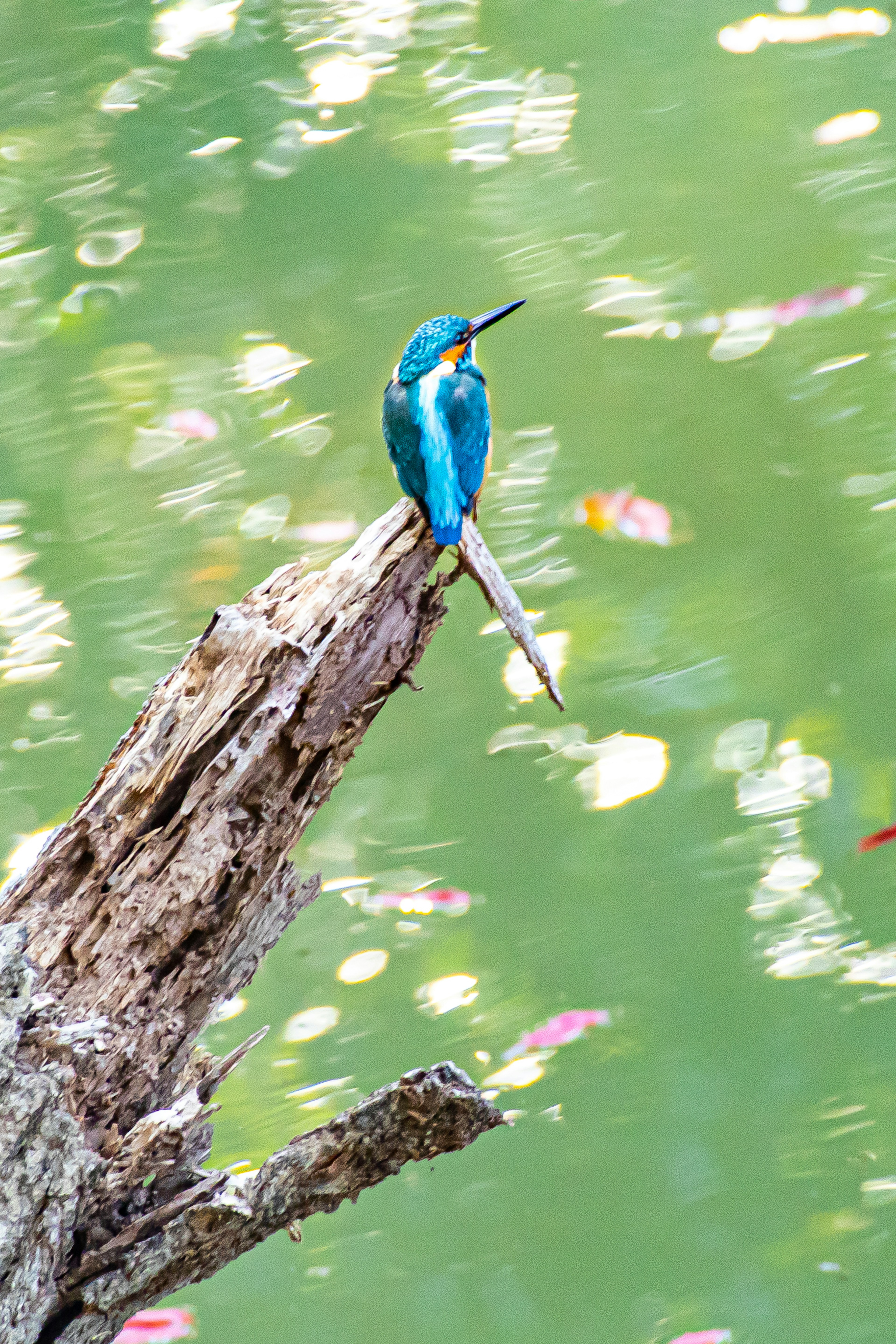 Ein Eisvogel mit blauen Federn, der auf einem Ast am Wasser sitzt