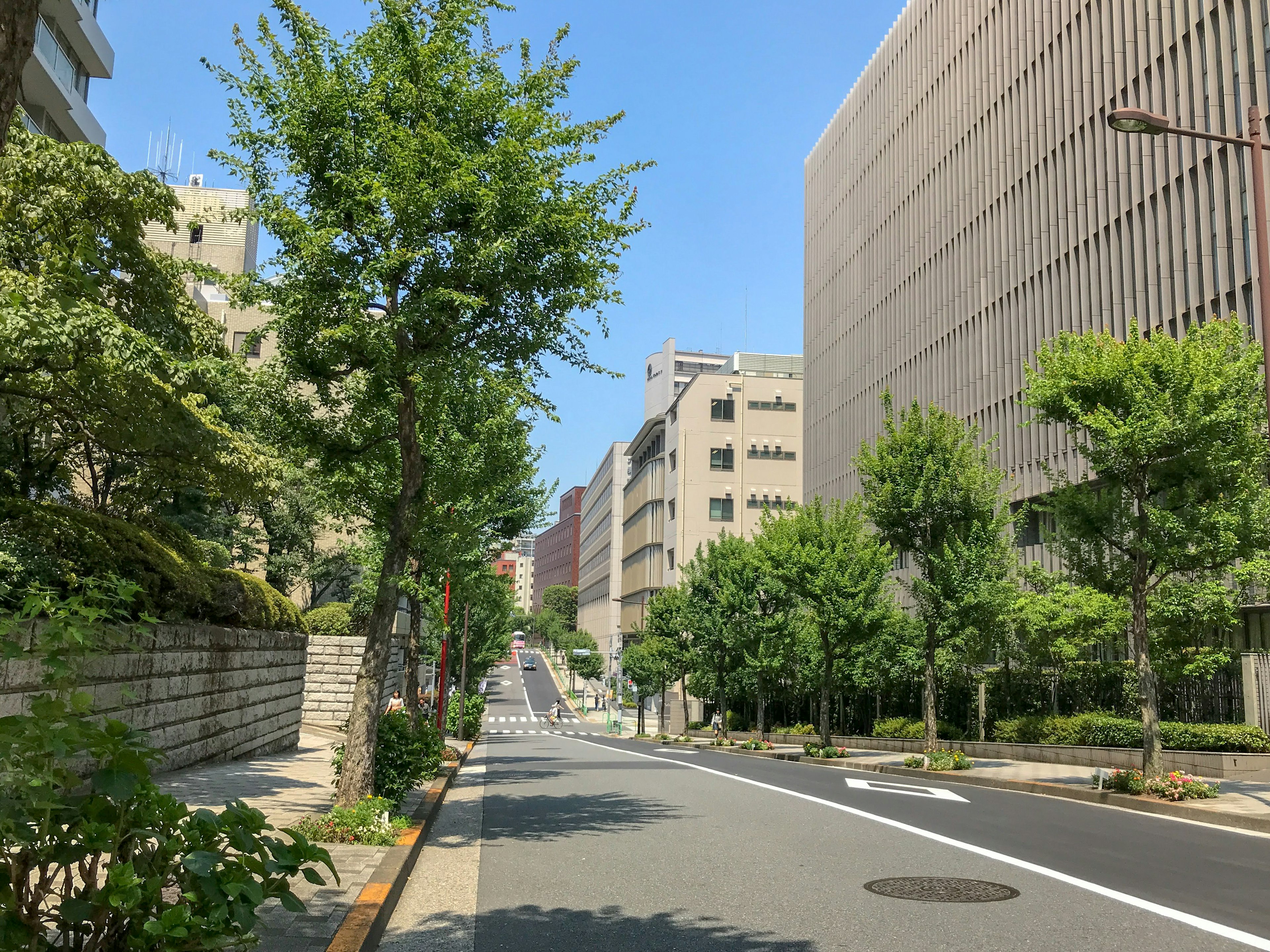 Street view with trees and buildings under a clear blue sky