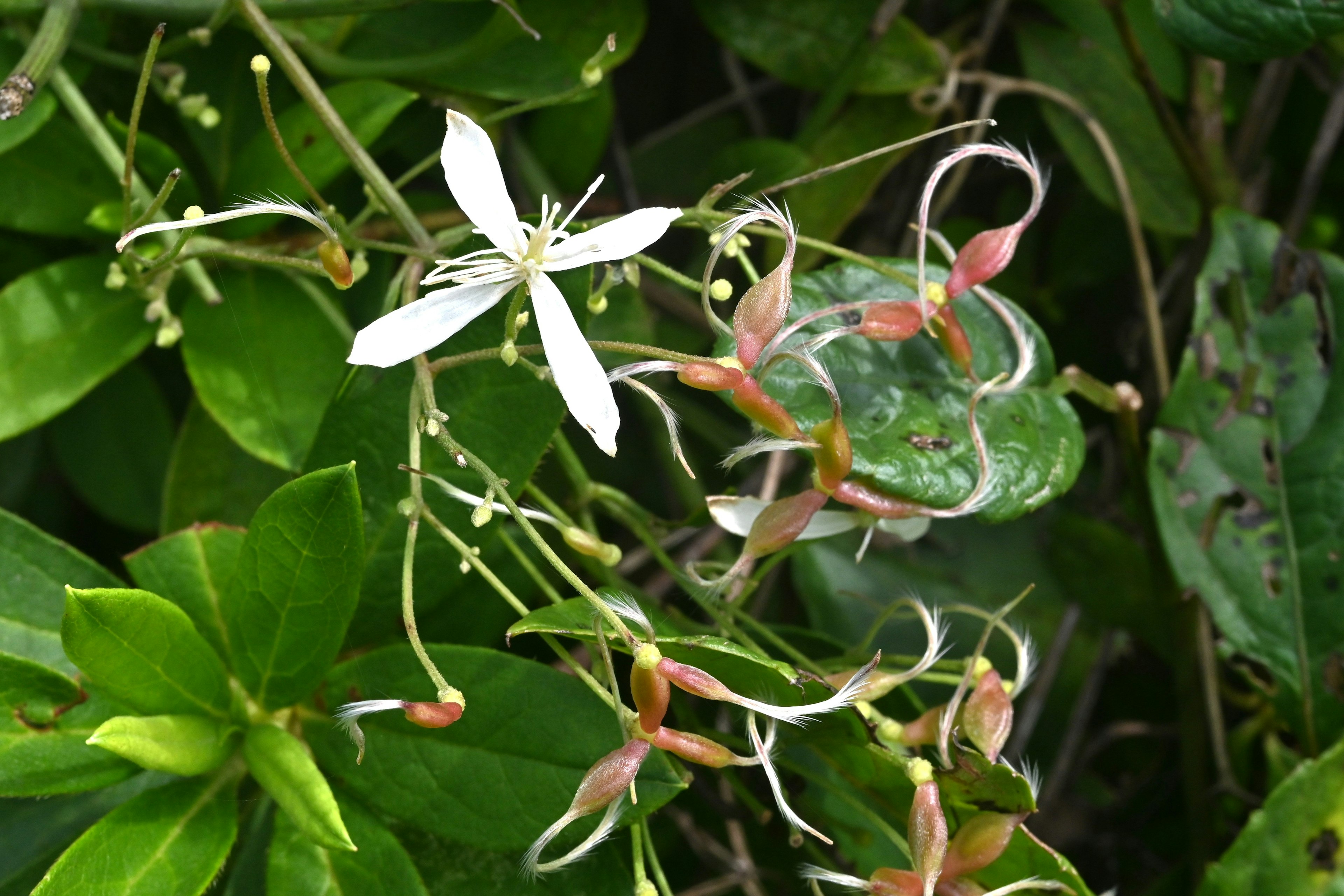 Primer plano de una planta con una flor blanca y hojas verdes