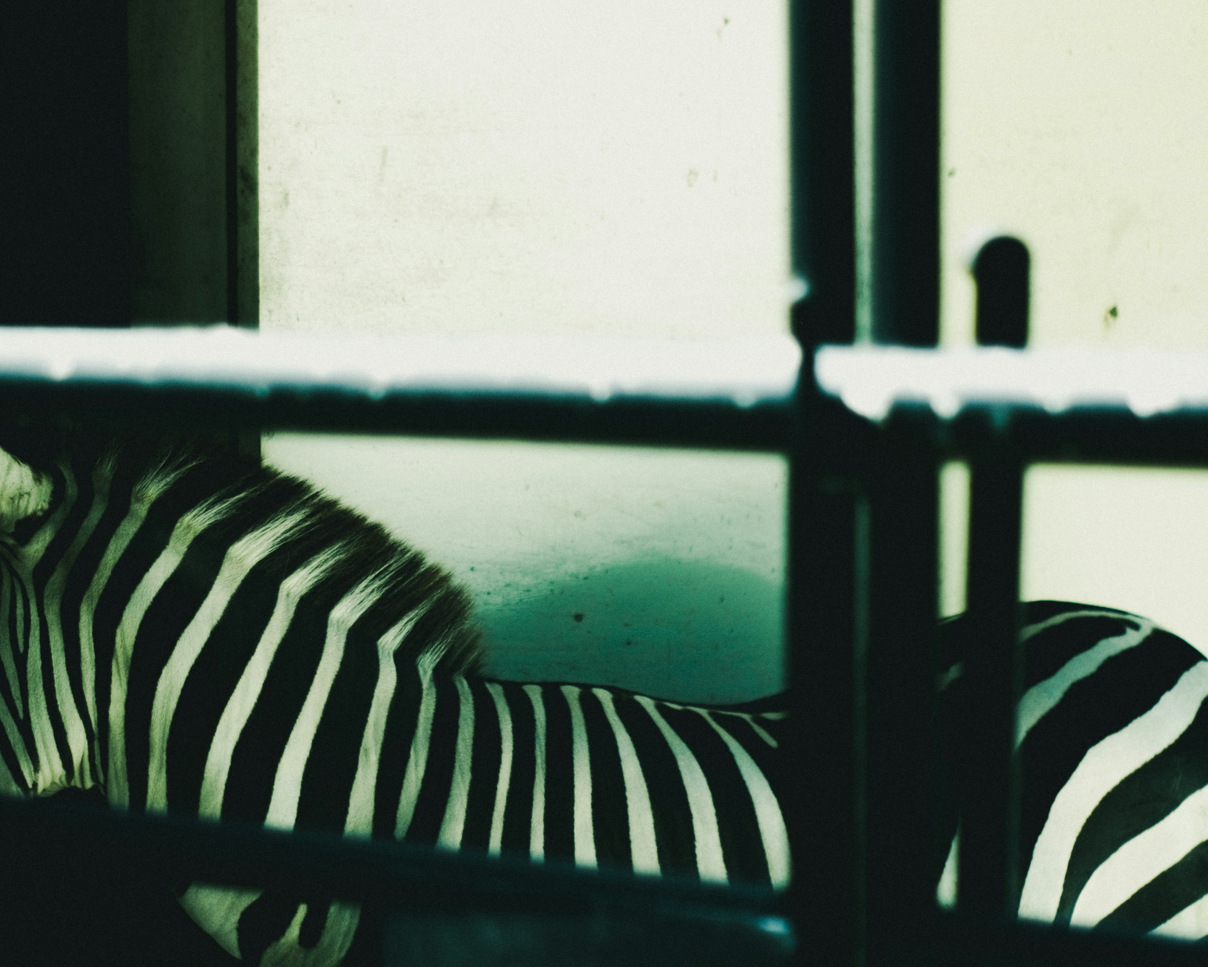 A black and white striped zebra behind a metal cage