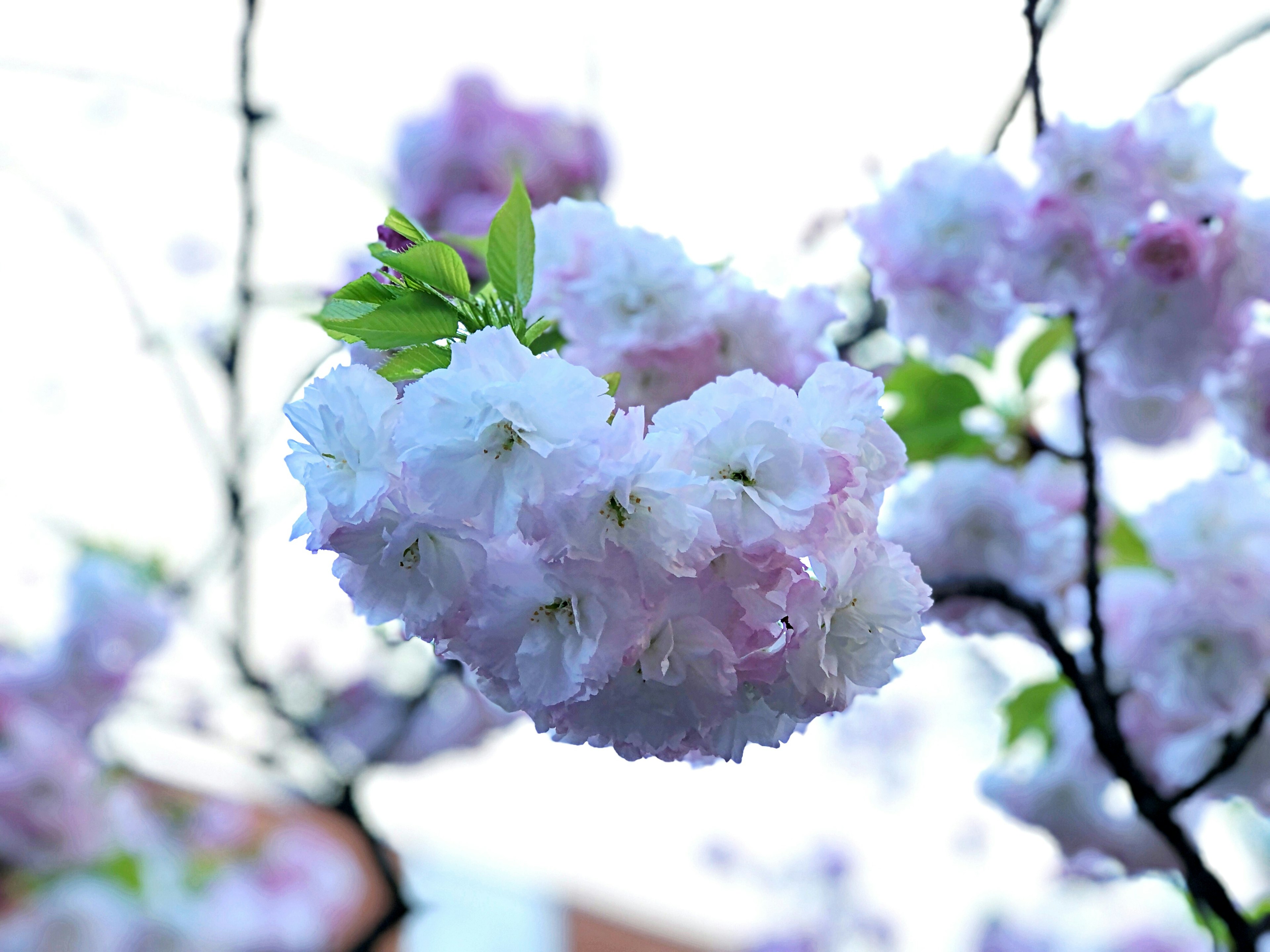 淡いピンクと白の桜の花が咲いている枝のクローズアップ