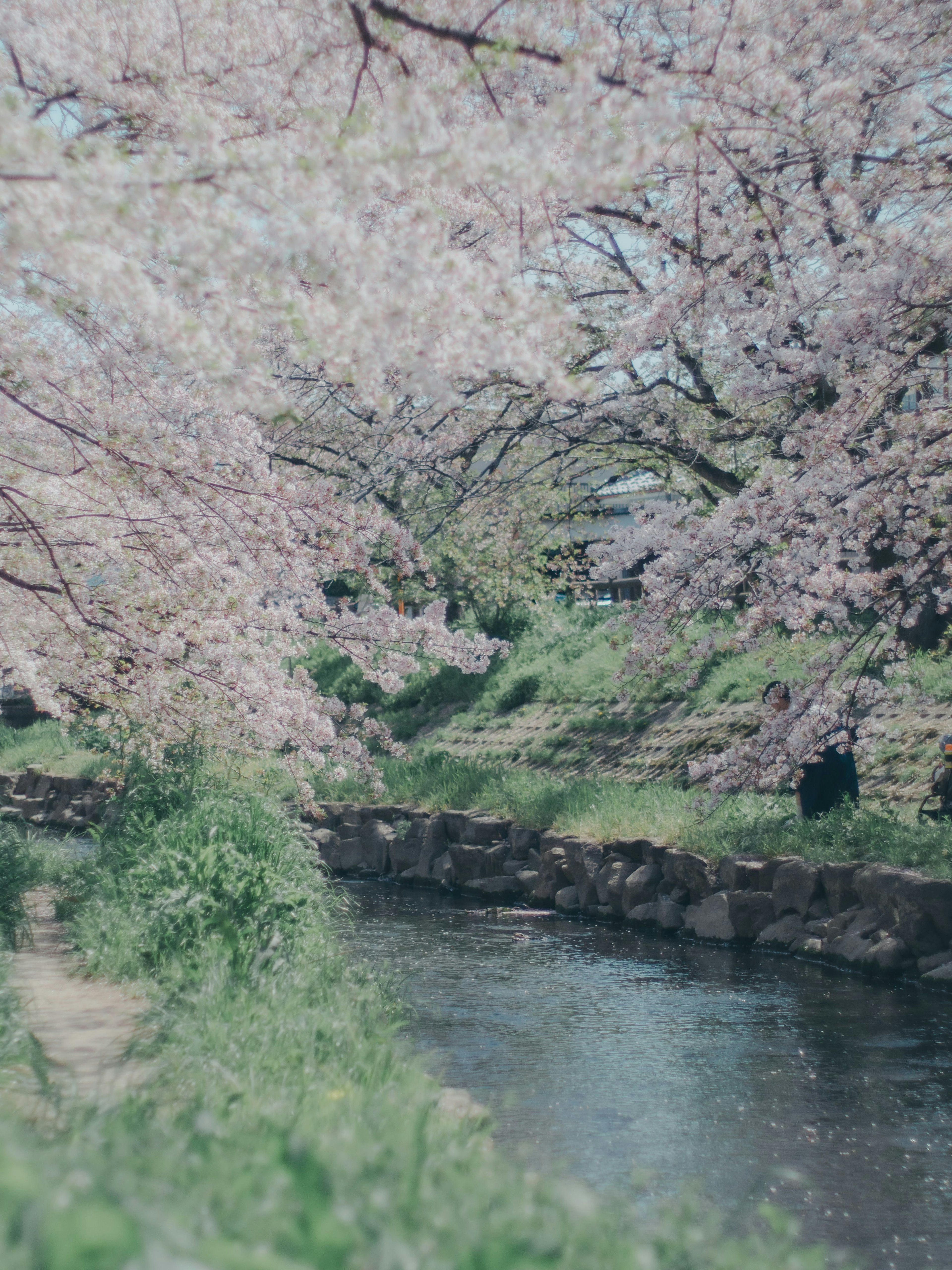 樱花树沿河的风景 绿色草地和宁静水面