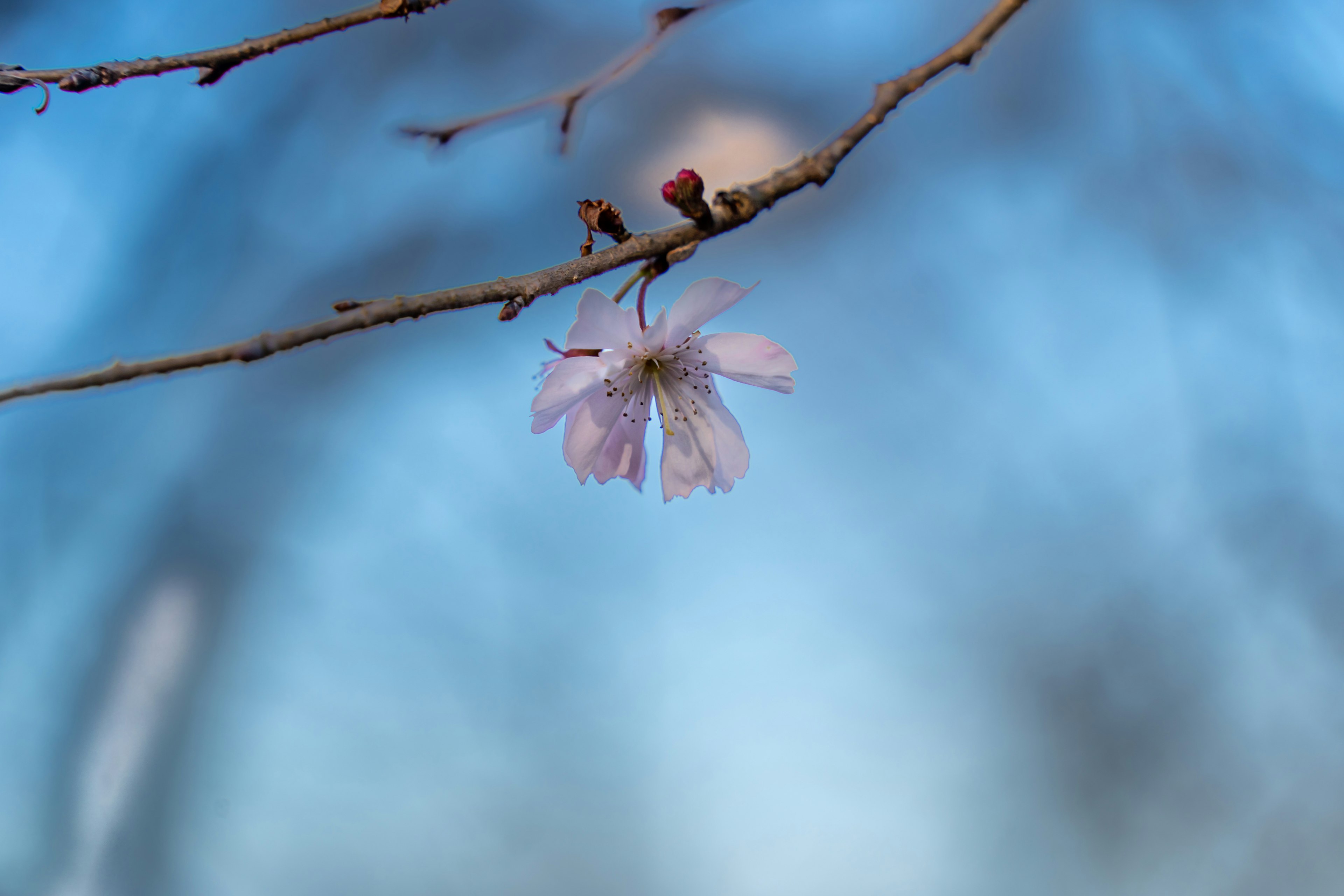 青い背景に咲く桜の花と枝