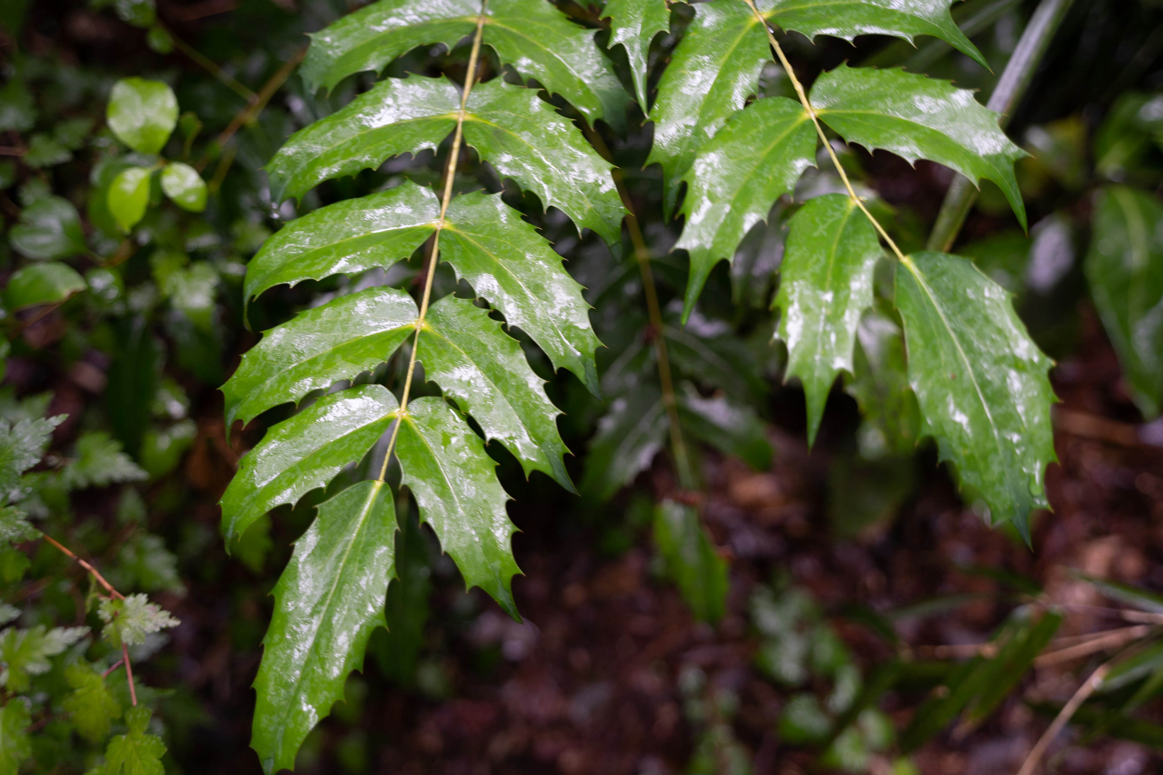 Lush green leaves in a moist forest setting