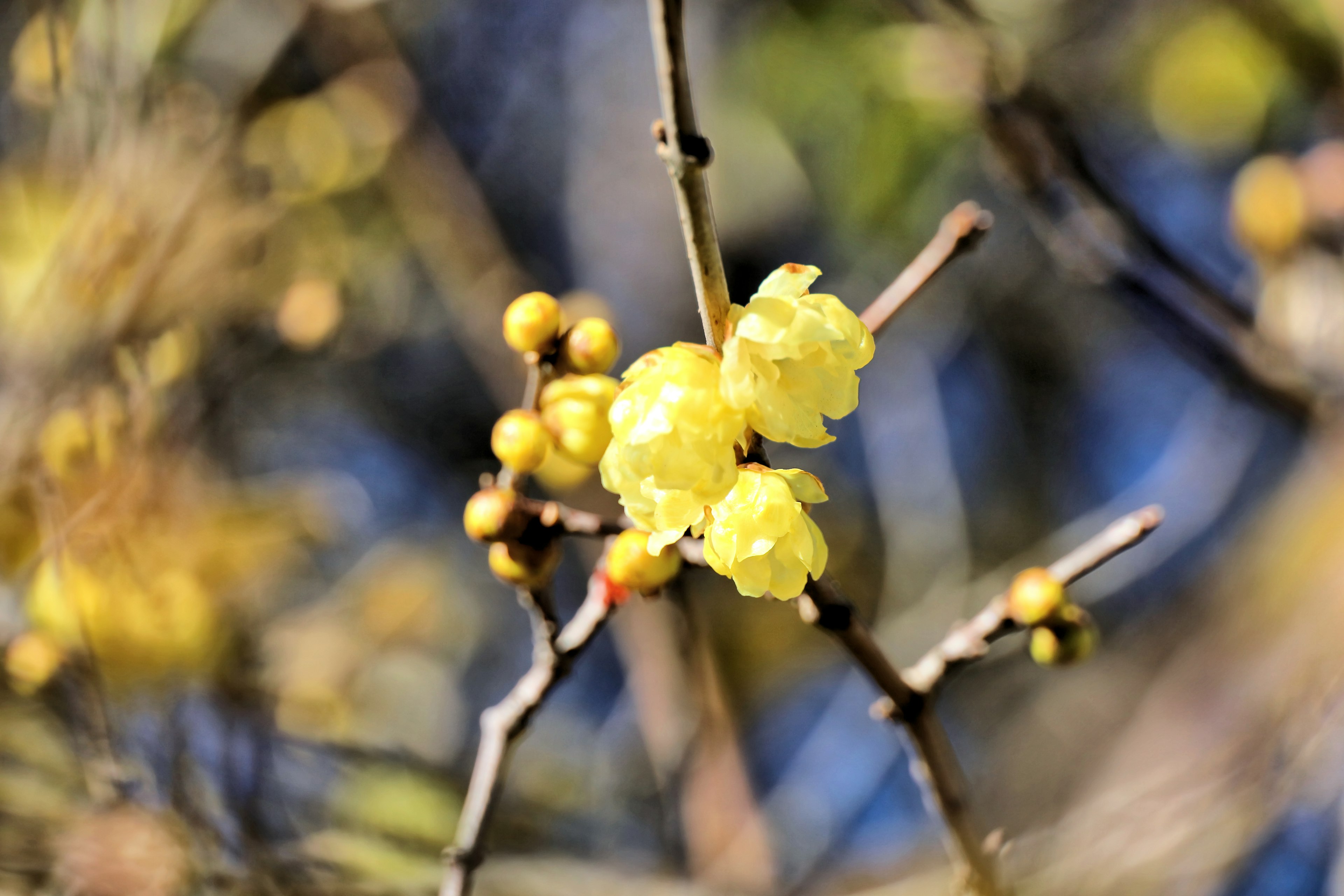 Close-up cabang dengan bunga kuning dan tunas