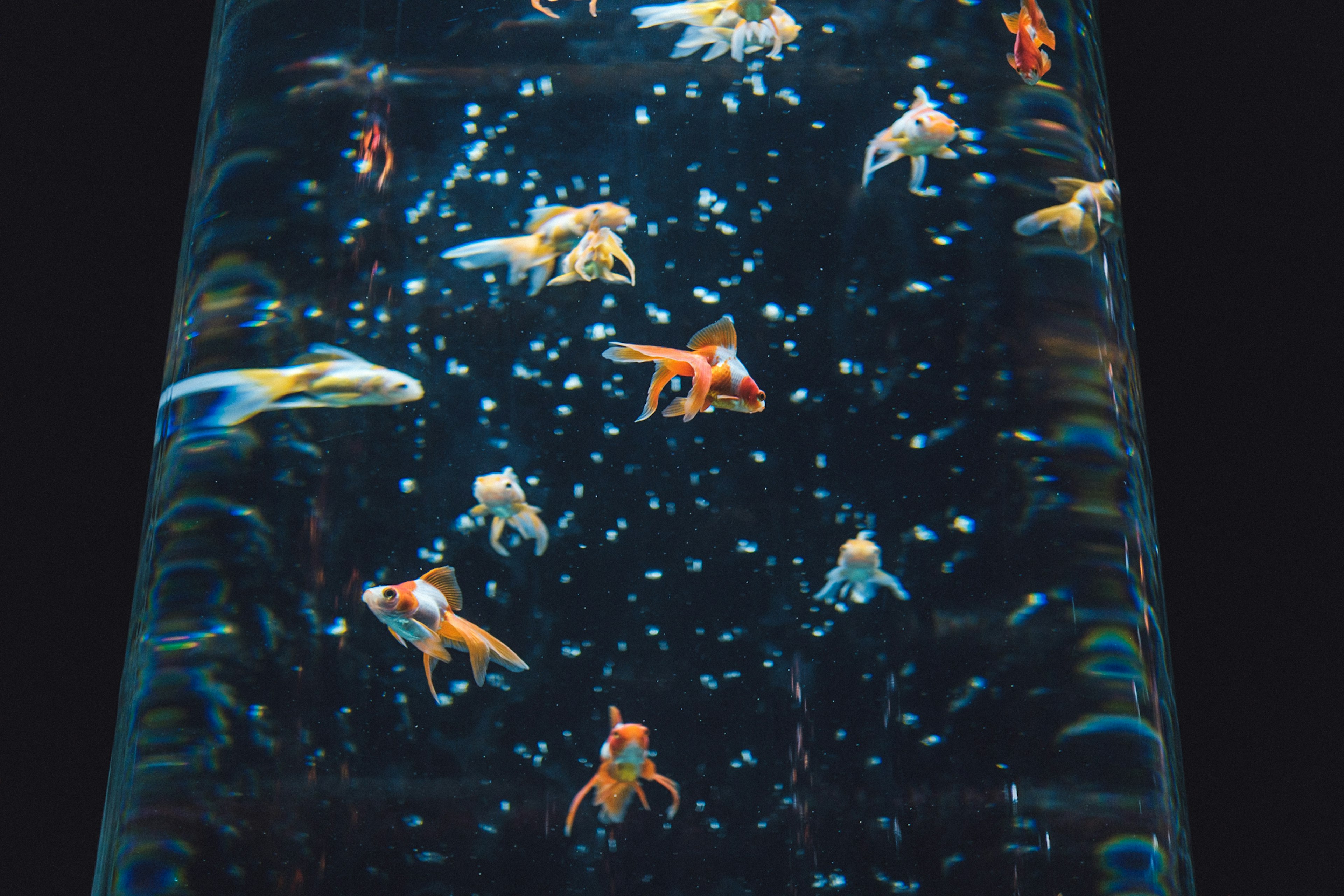 Goldfish swimming in a tank with bubbles and a dark background