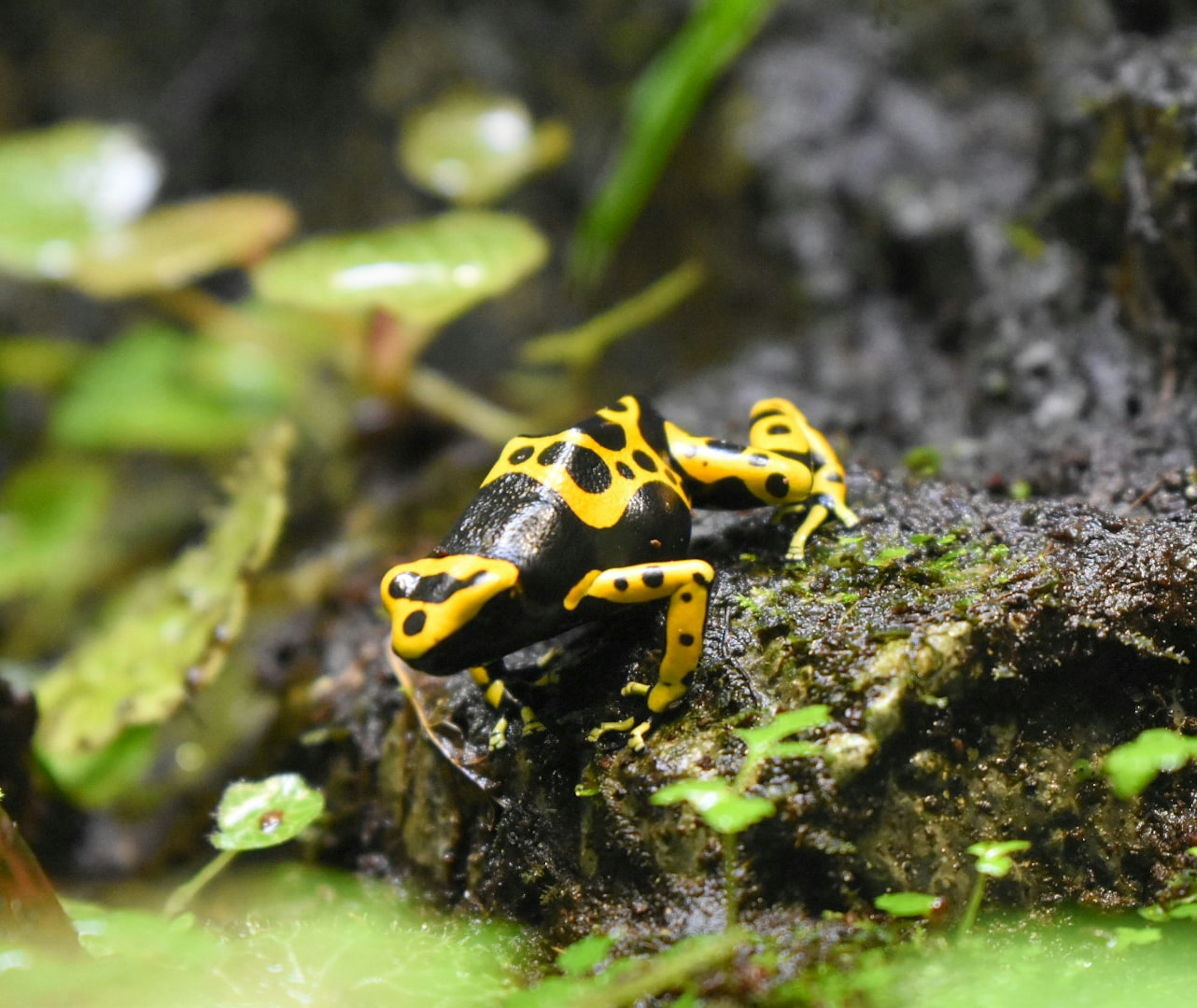 A black and yellow spotted frog sitting on a rock