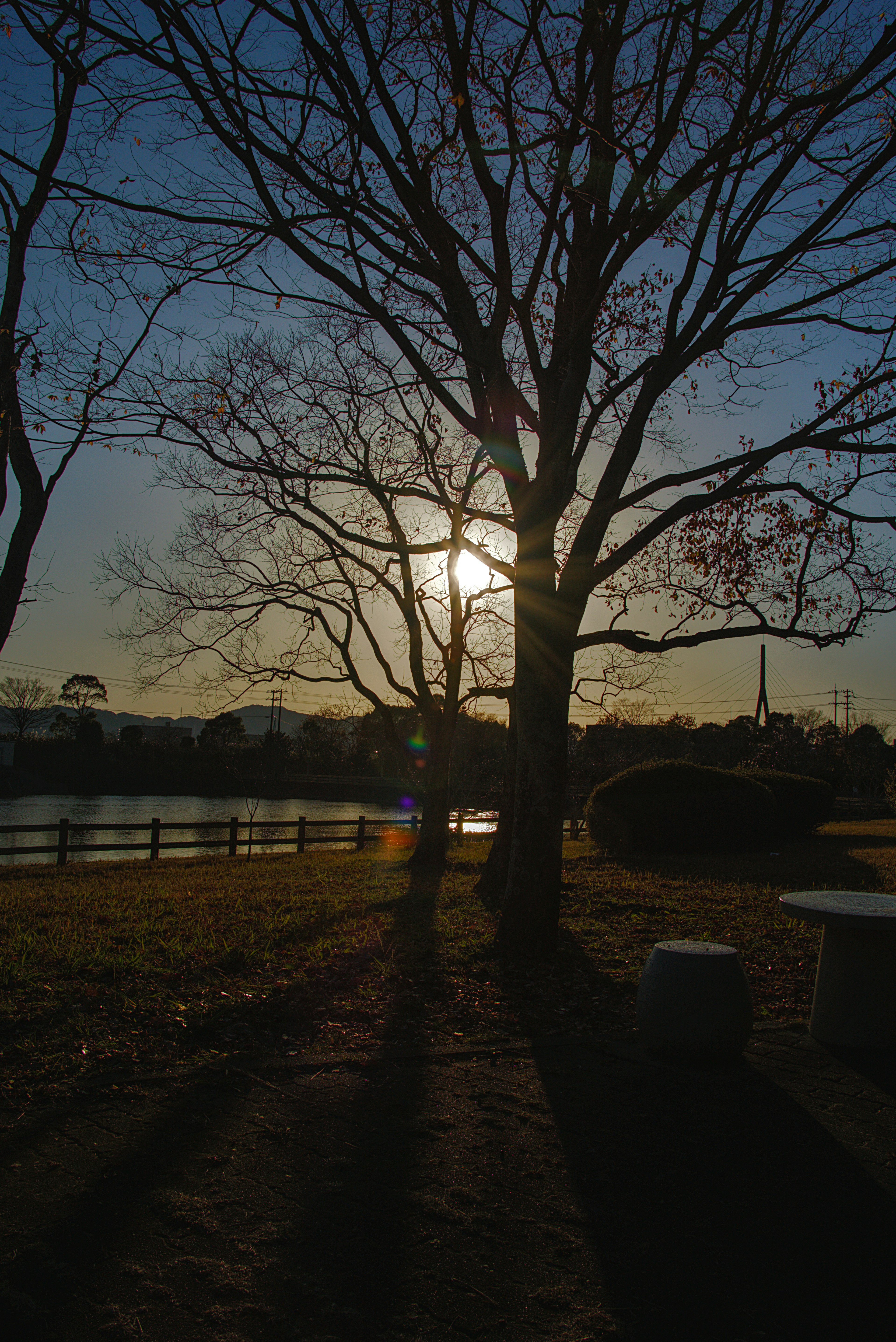 公園中日落時分的樹木輪廓