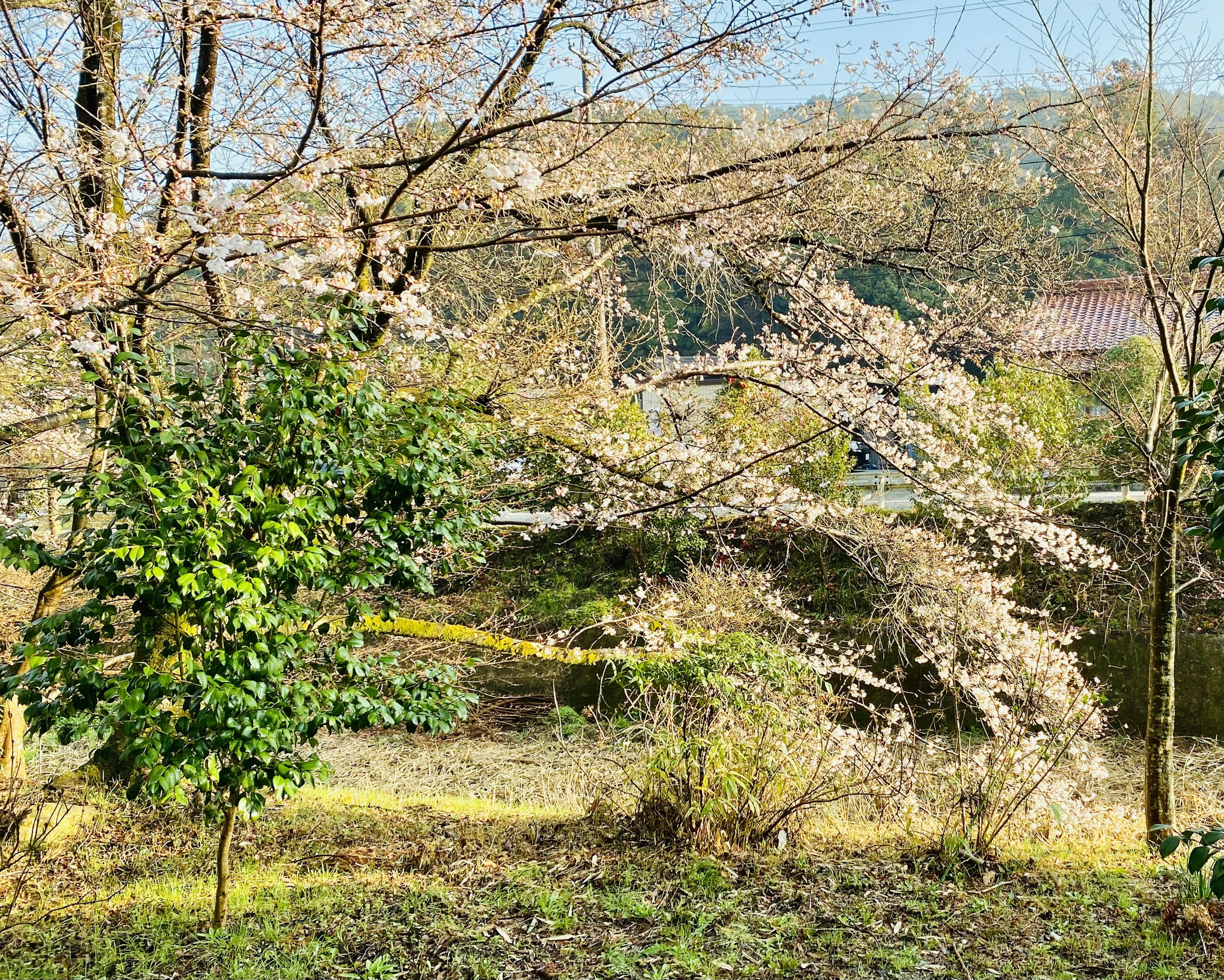 Pemandangan musim semi dengan pohon sakura dan tanaman hijau