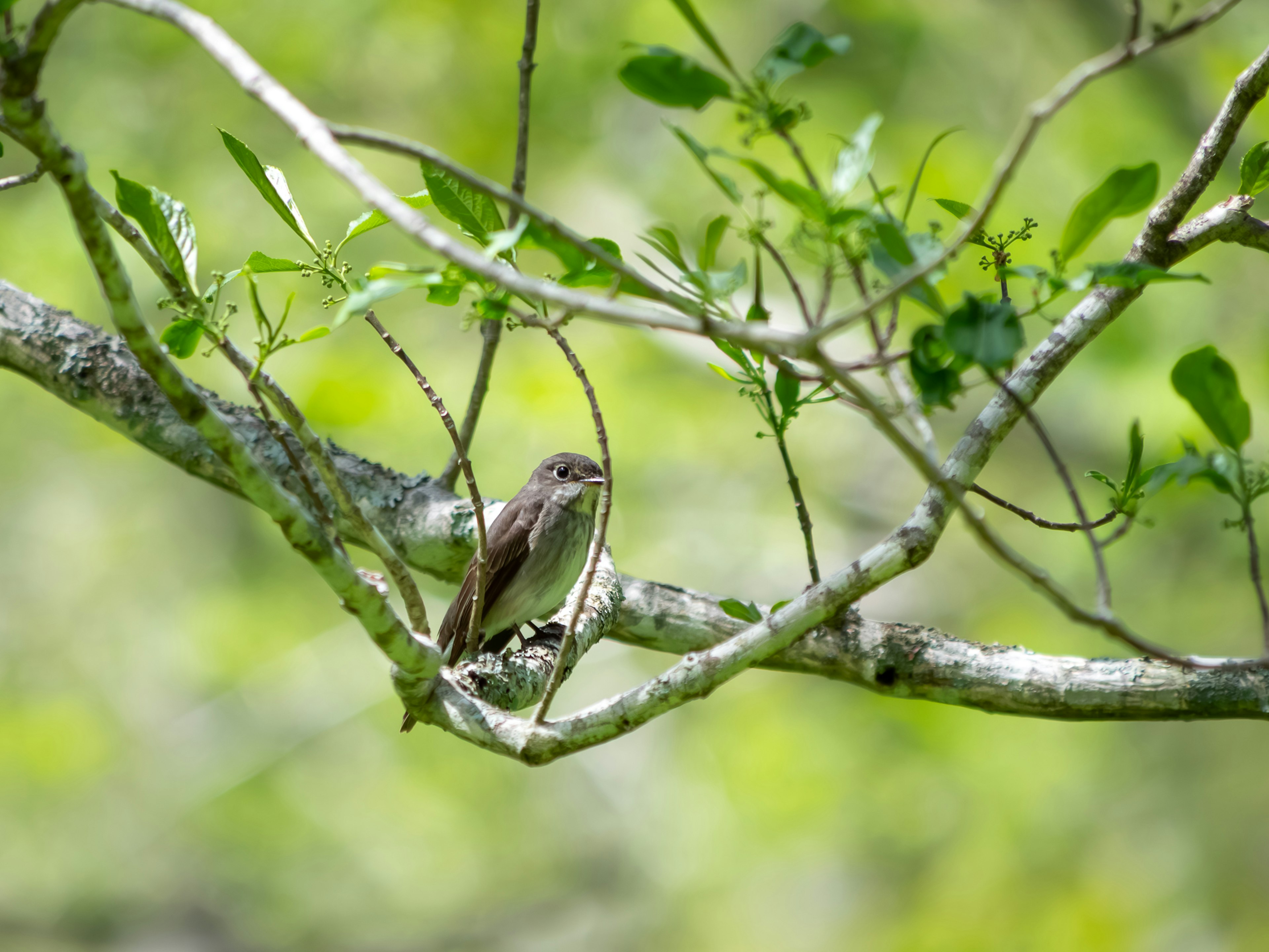 Un pequeño pájaro posado en una rama con un fondo verde