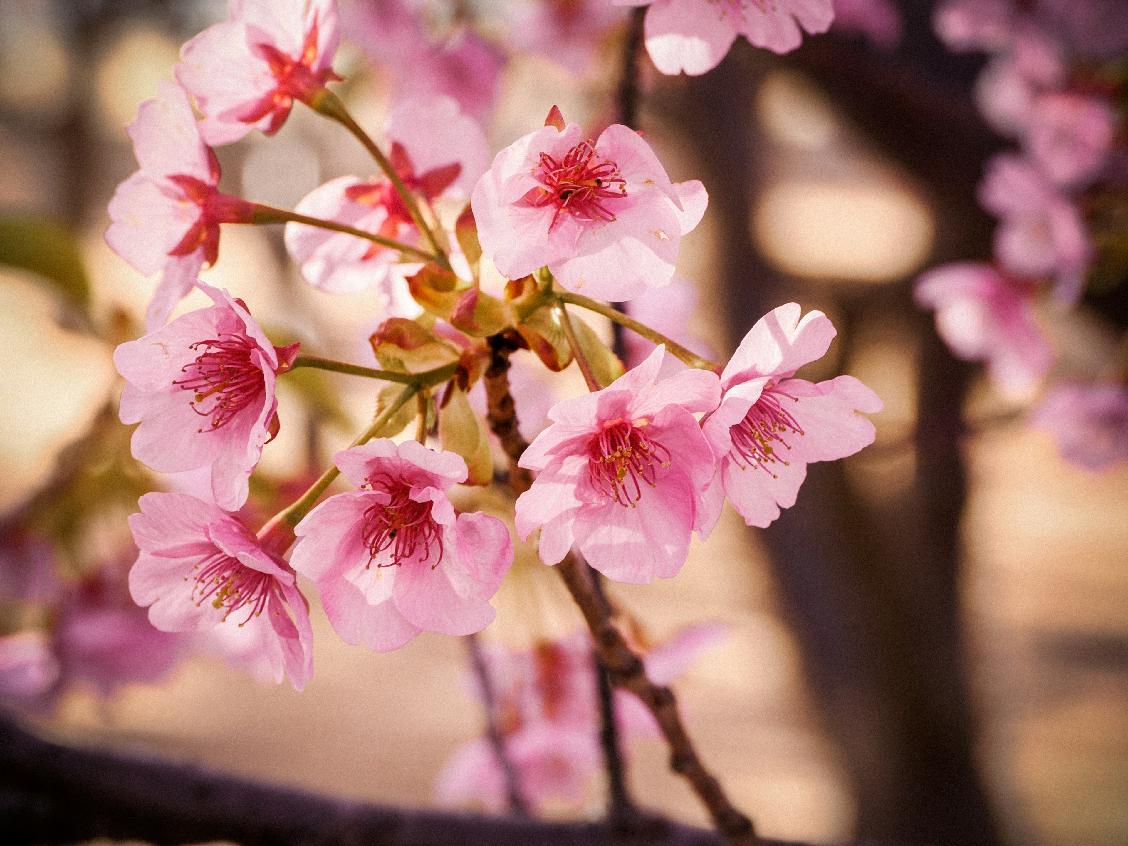 Acercamiento de flores de cerezo en una rama