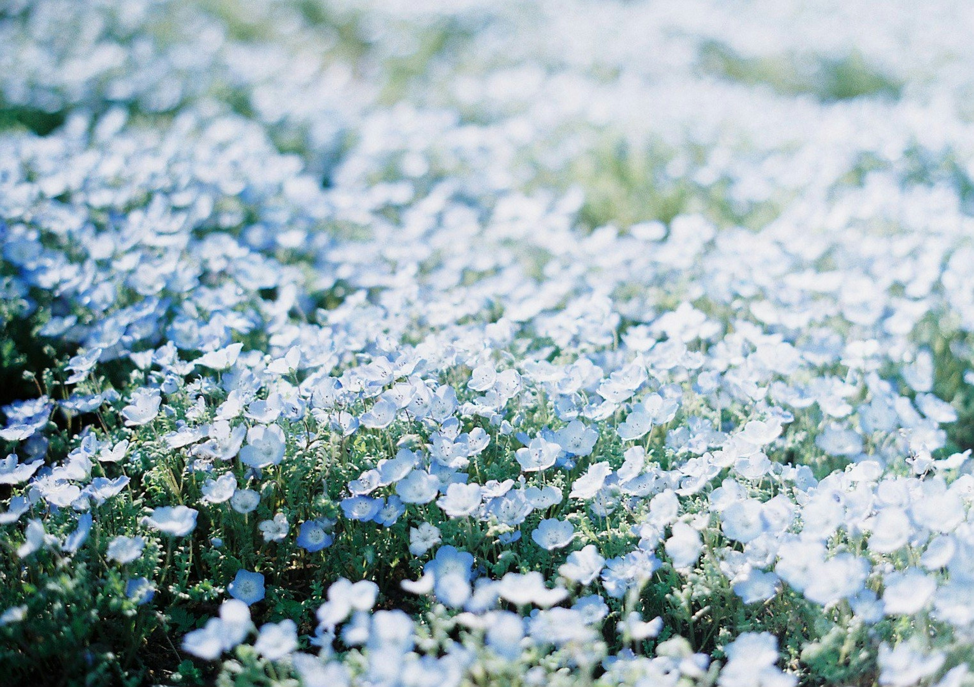 Un paisaje de flores azules en plena floración