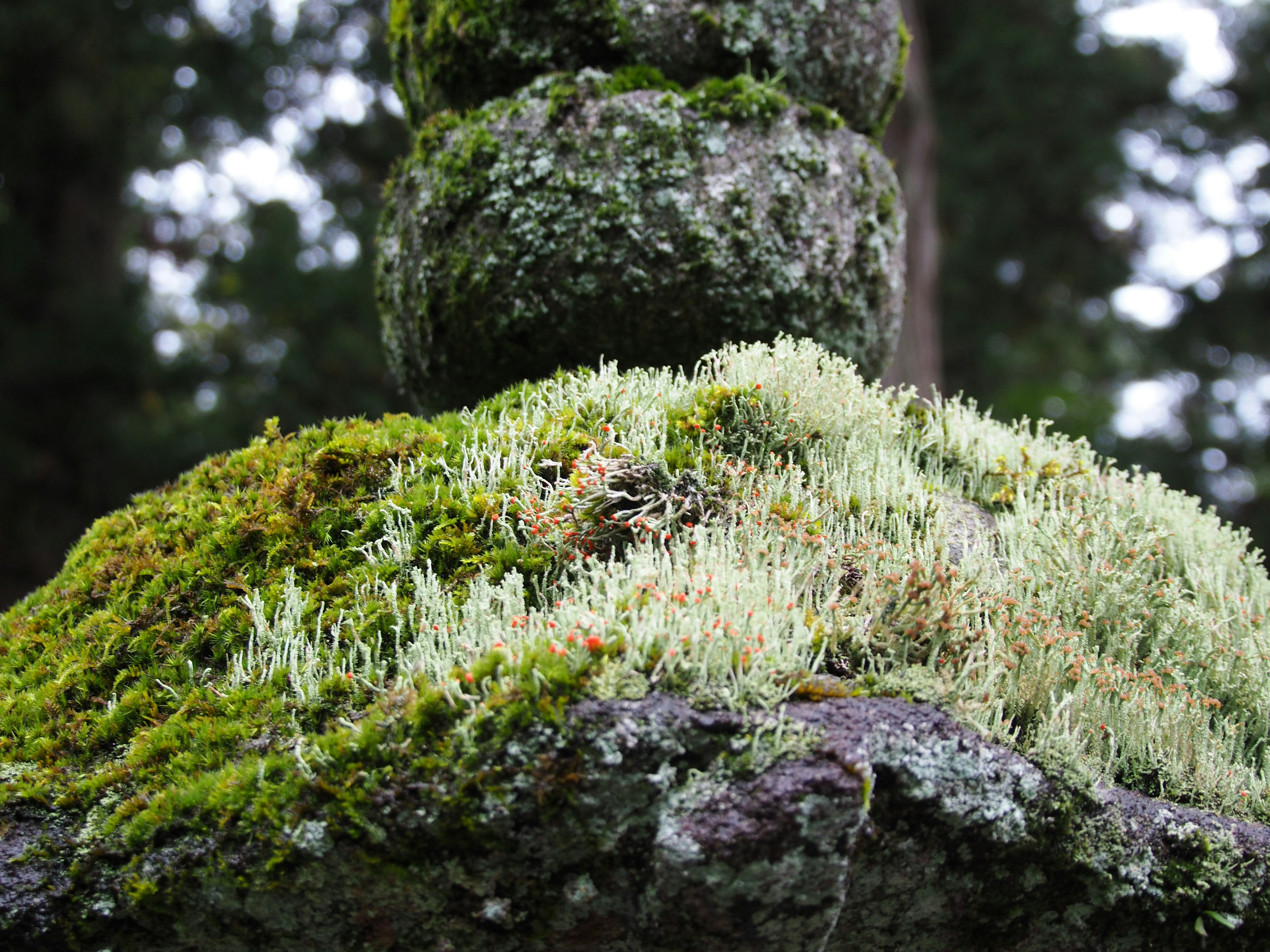 Piedra cubierta de musgo con plantas verdes creciendo encima