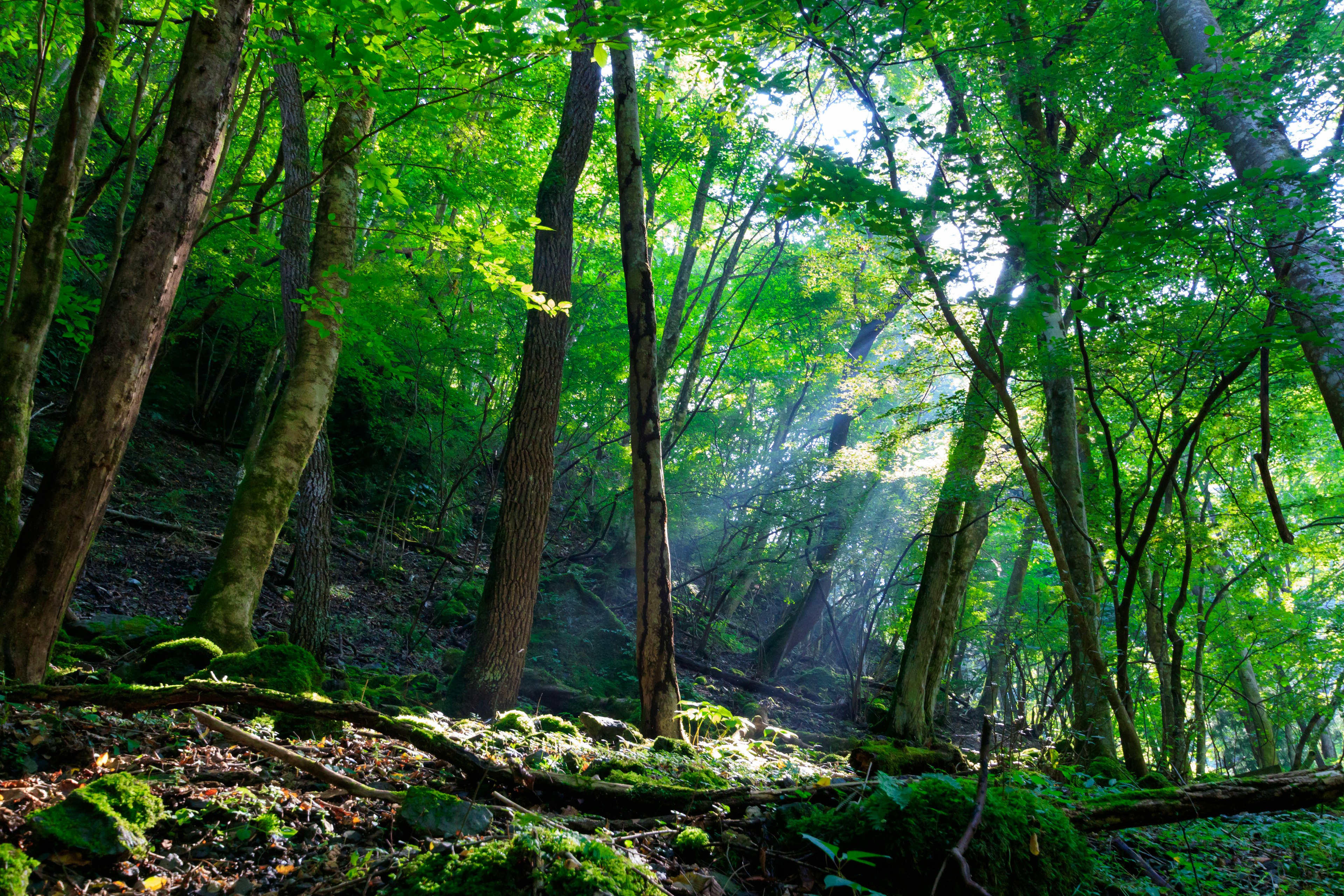 Scena di foresta lussureggiante con la luce del sole che filtra tra gli alberi