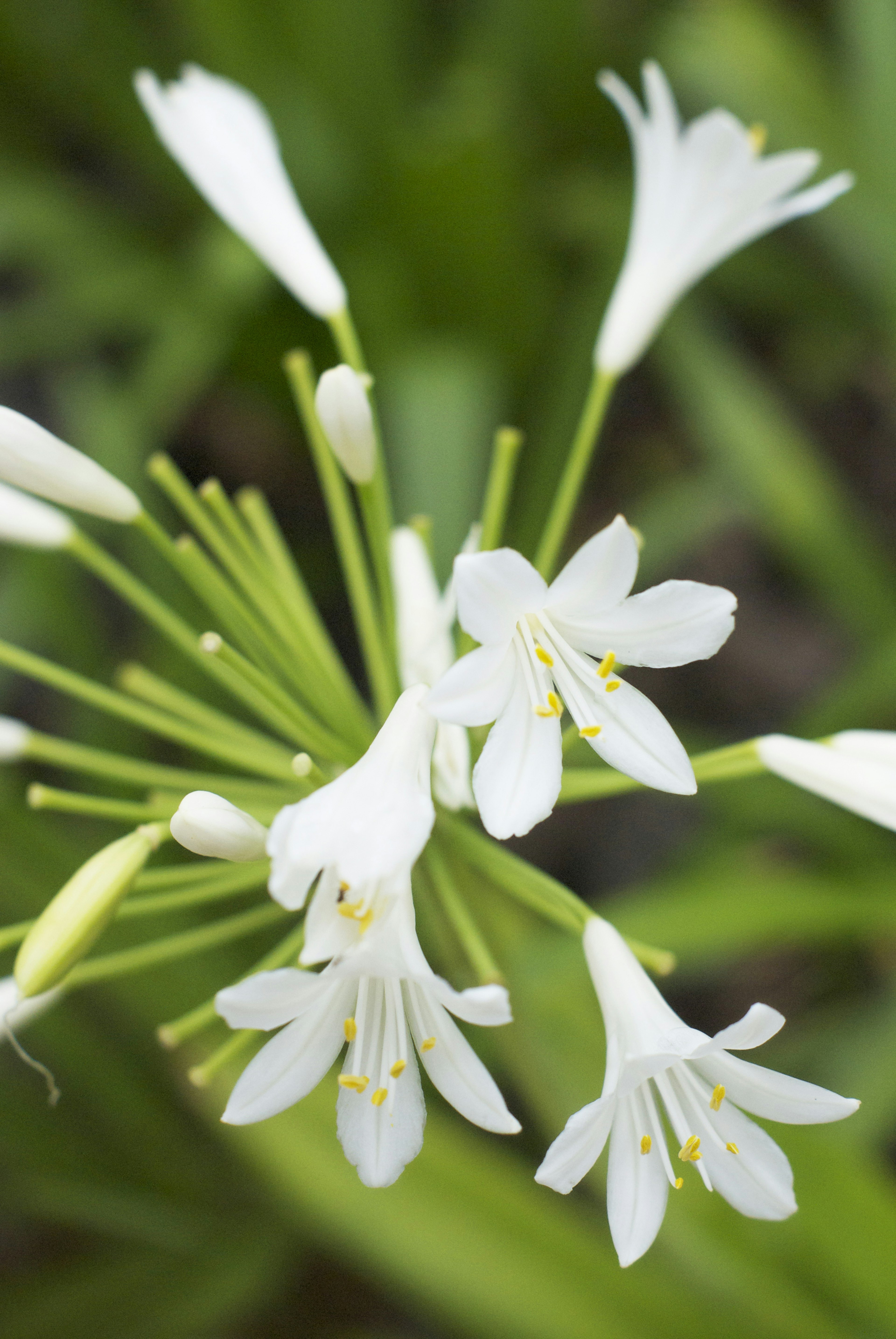 白い花びらを持つ花のクラスターが緑の背景に映える