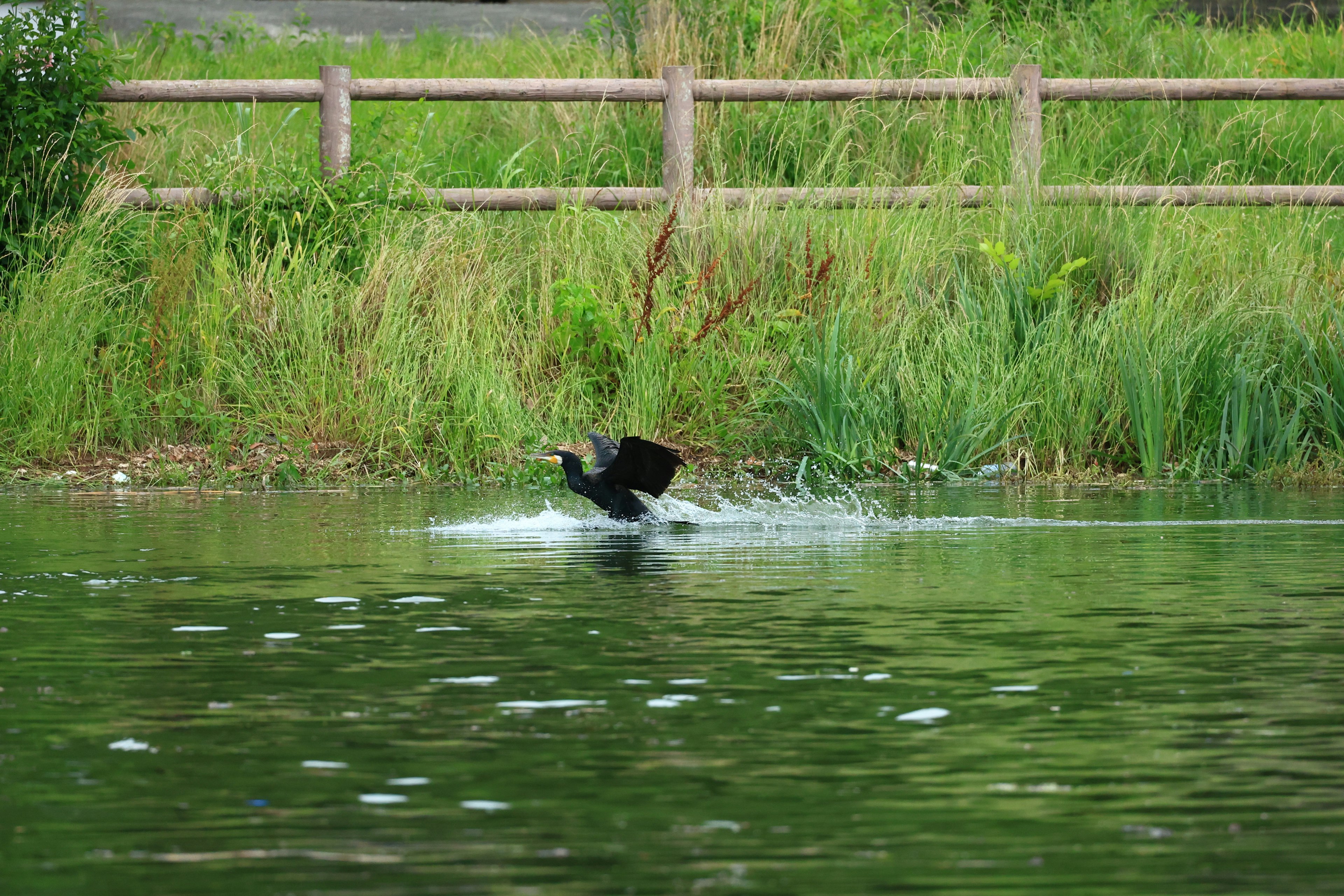 Un oiseau noir éclaboussant à la surface de l'eau avec de l'herbe verte en arrière-plan