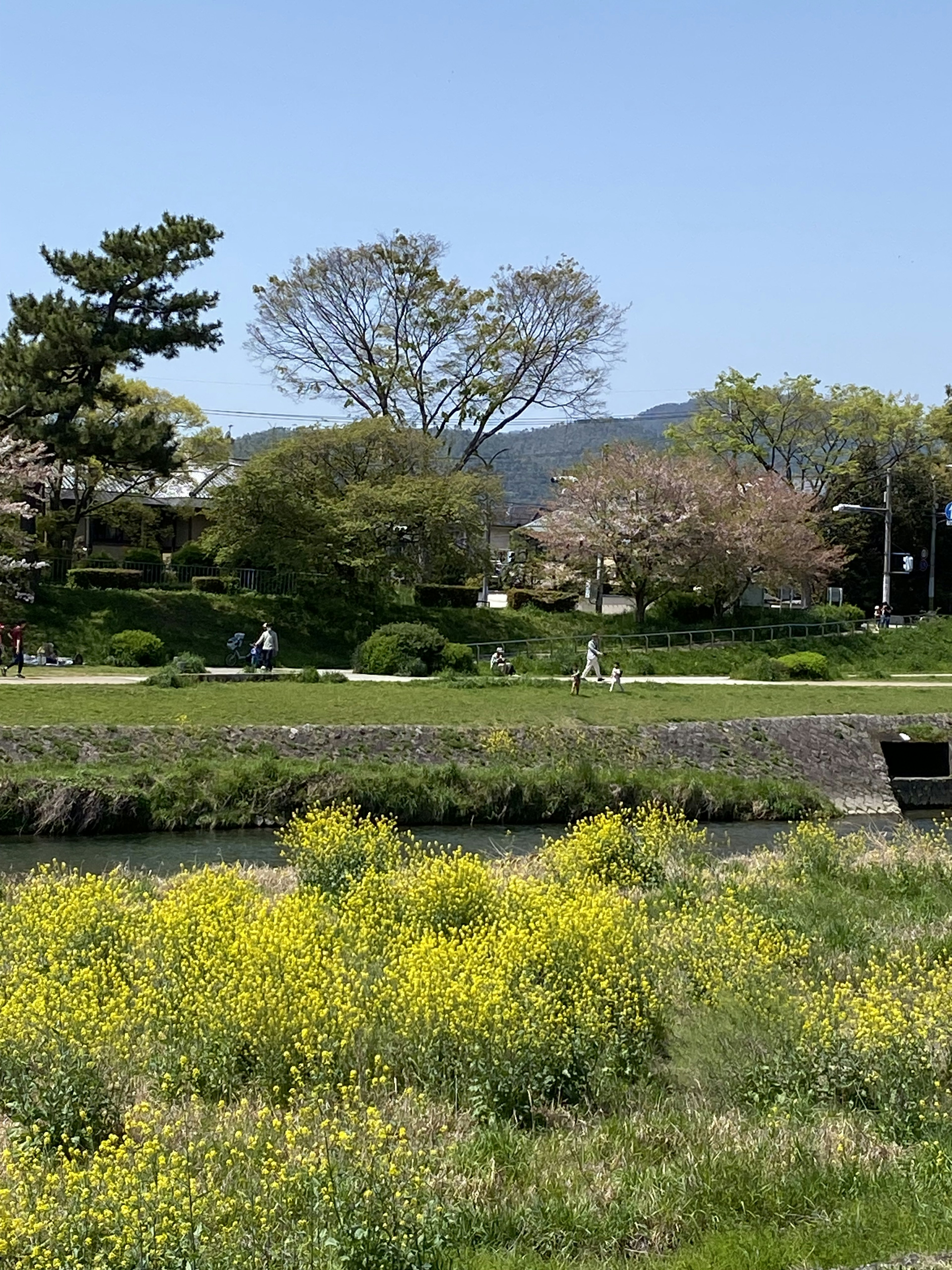 Scenic riverside view with blooming yellow flowers and green trees under a blue sky