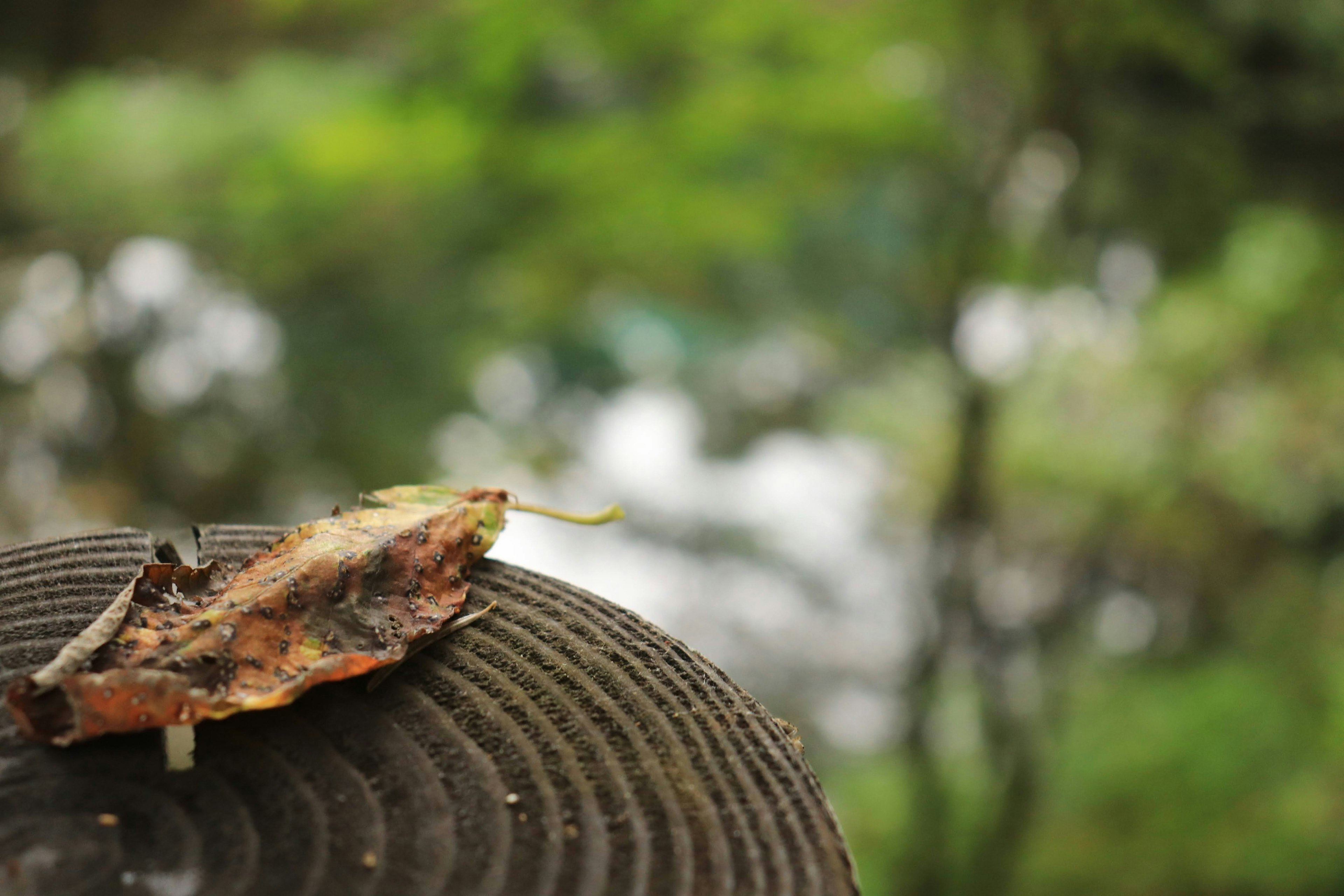 A dried leaf on a wooden surface with a blurred green background