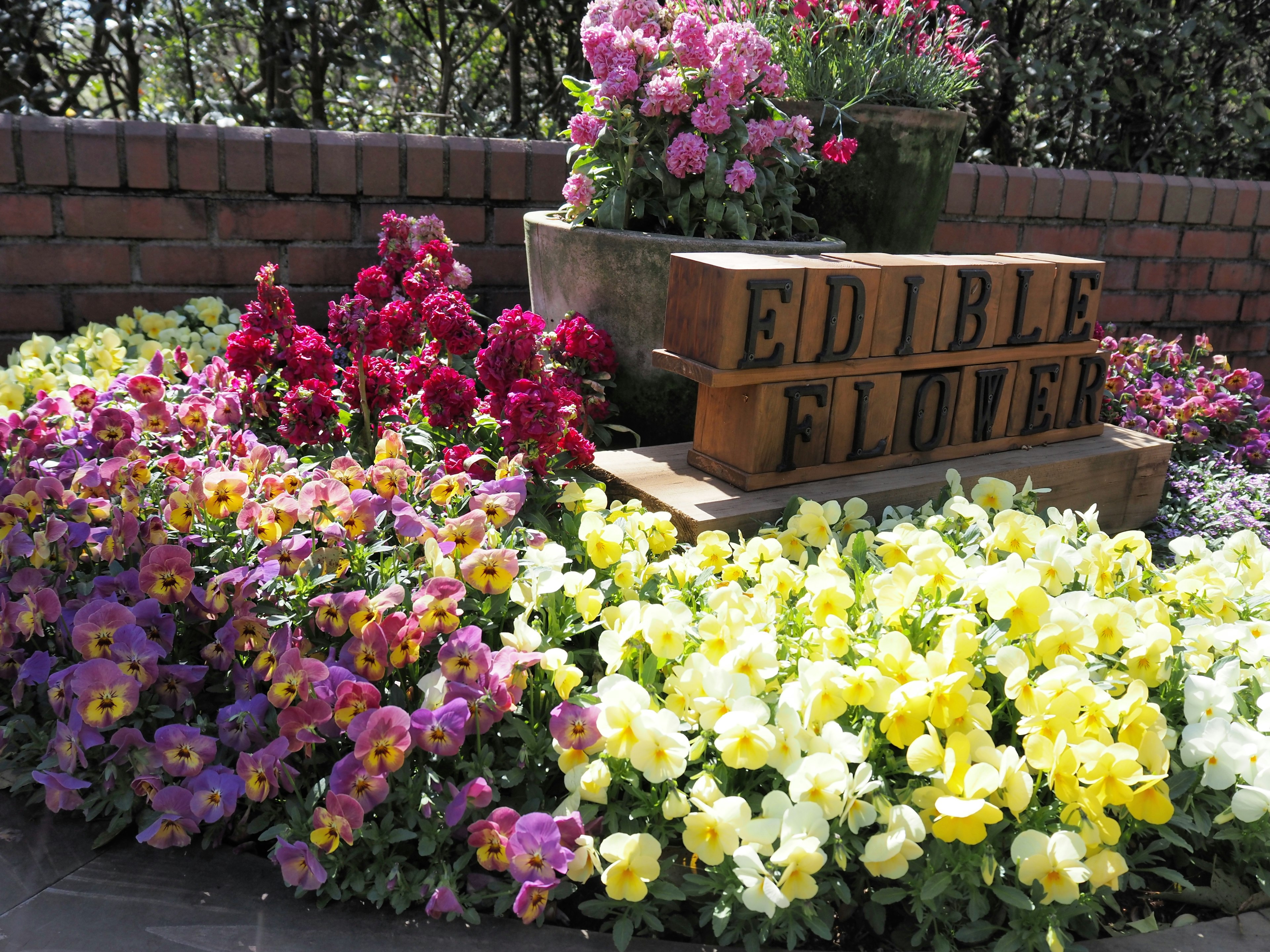 Colorful edible flowers arranged in a garden with an edible flower sign