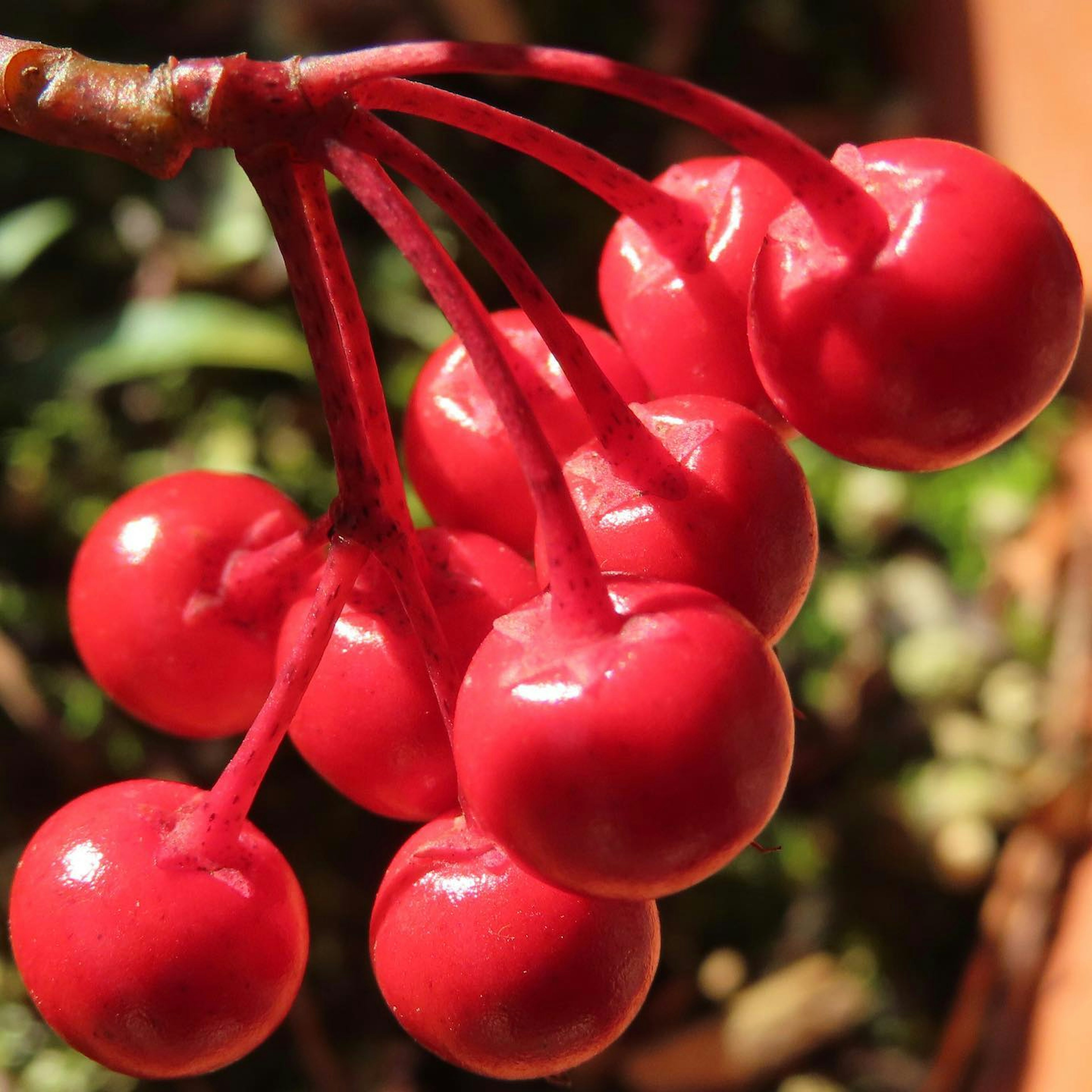 Nahaufnahme einer Pflanze mit lebhaften roten Beeren in Trauben