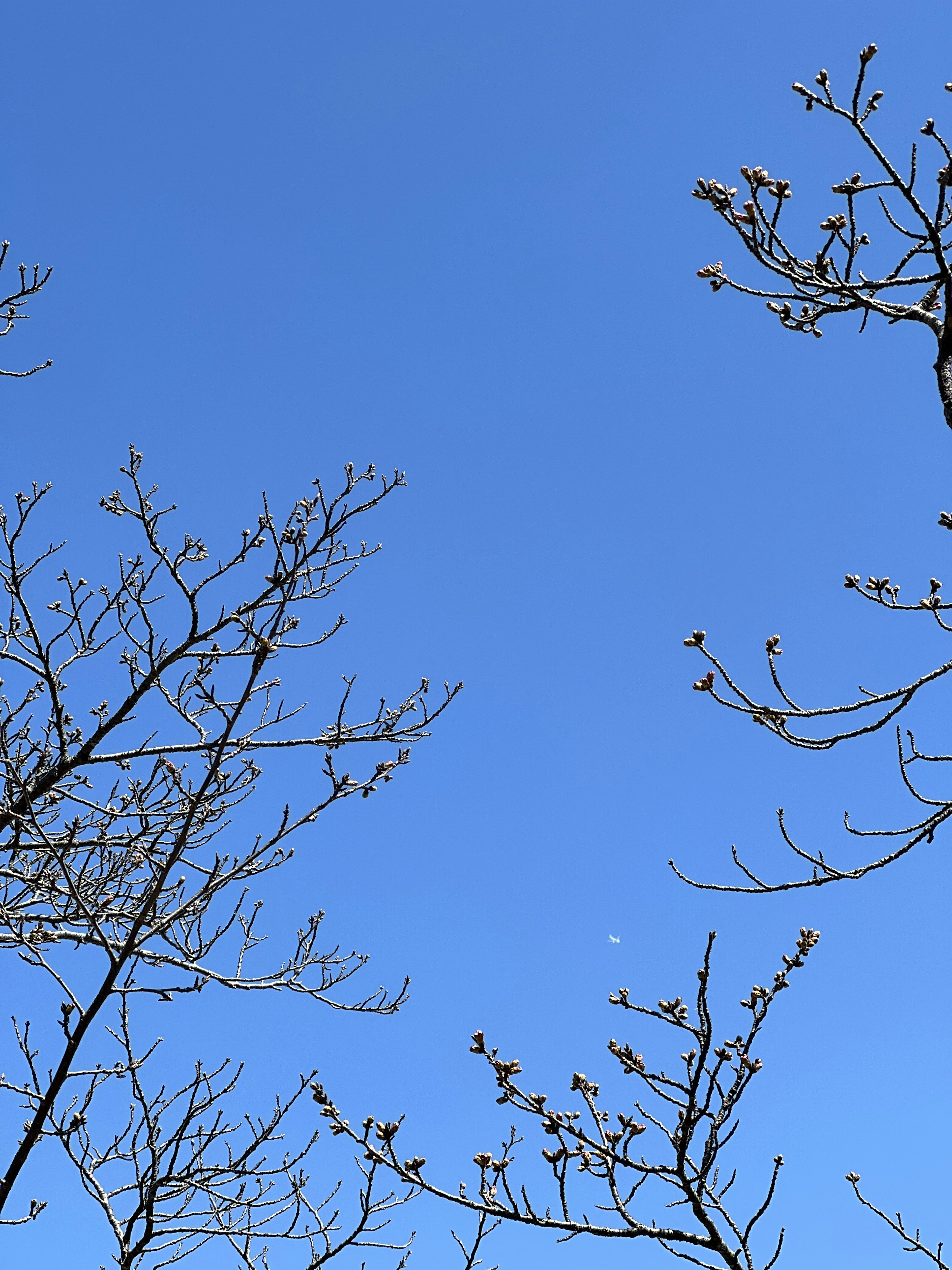 Thin tree branches with buds against a clear blue sky