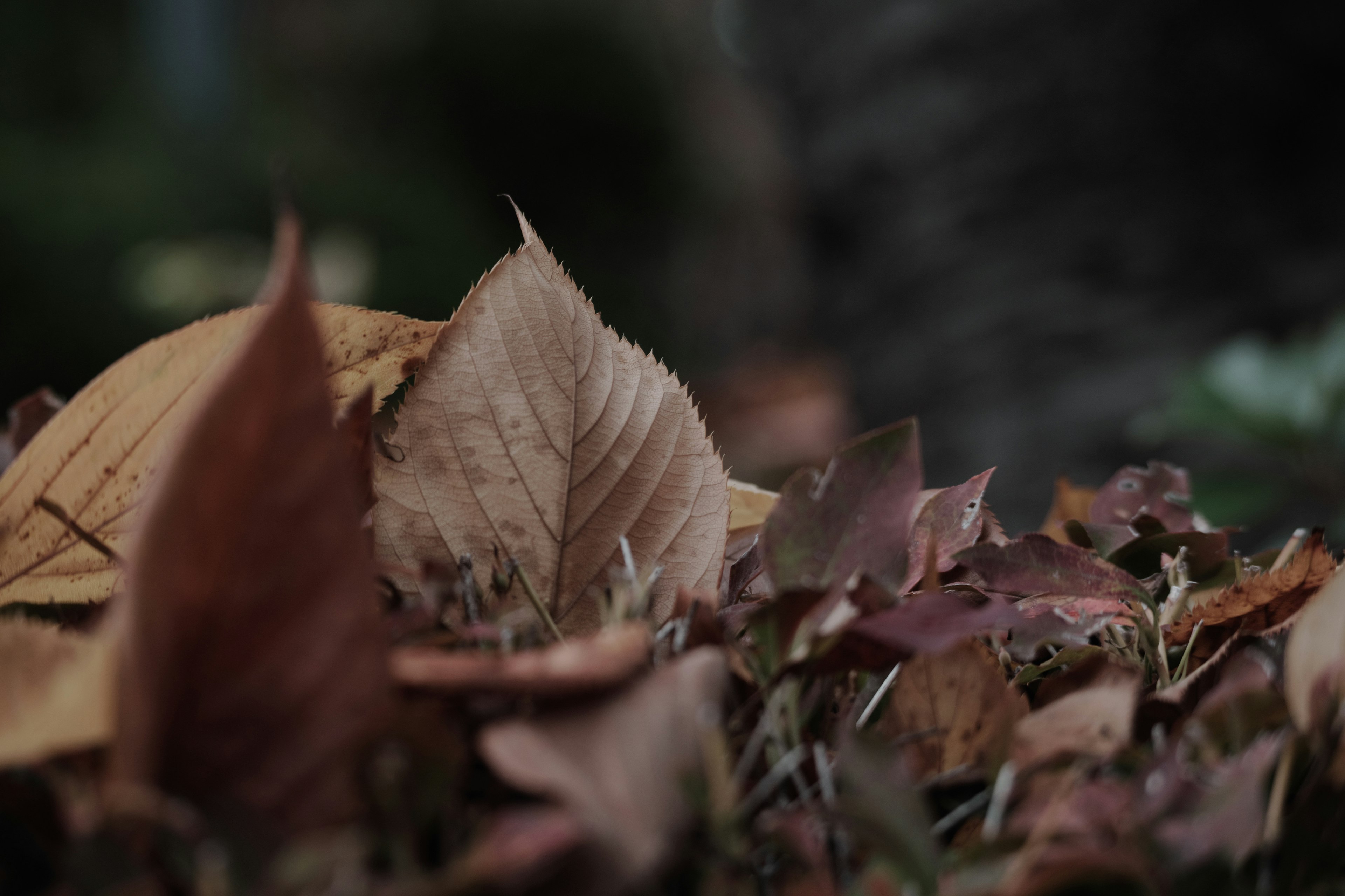 ภาพใกล้ชิดของใบไม้ร่วงที่มีเฉดสีน้ำตาลและสีส้ม