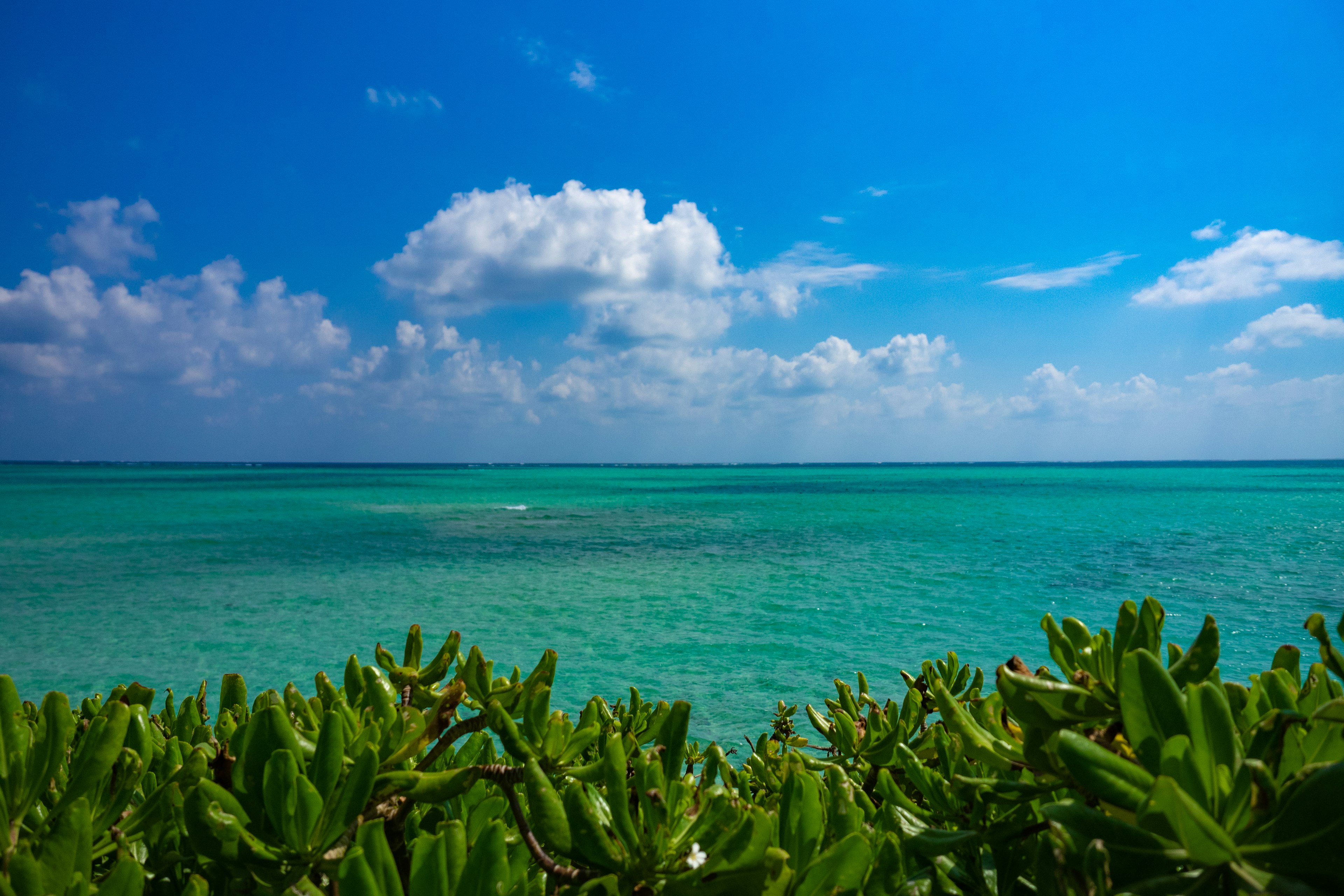 Bellissimo paesaggio di mare blu e nuvole bianche con piante verdi in primo piano