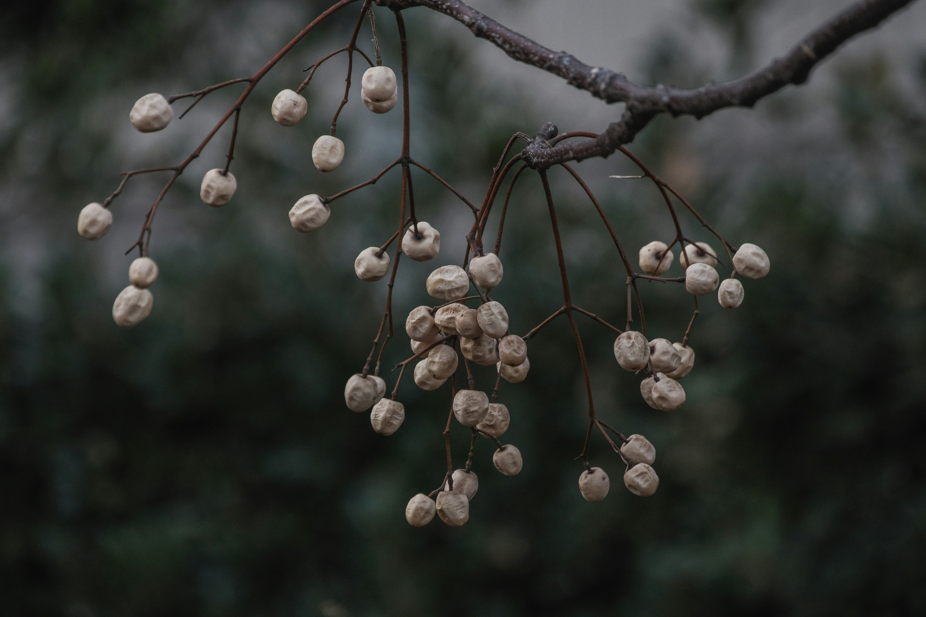 A branch with white berries hangs against a dark background