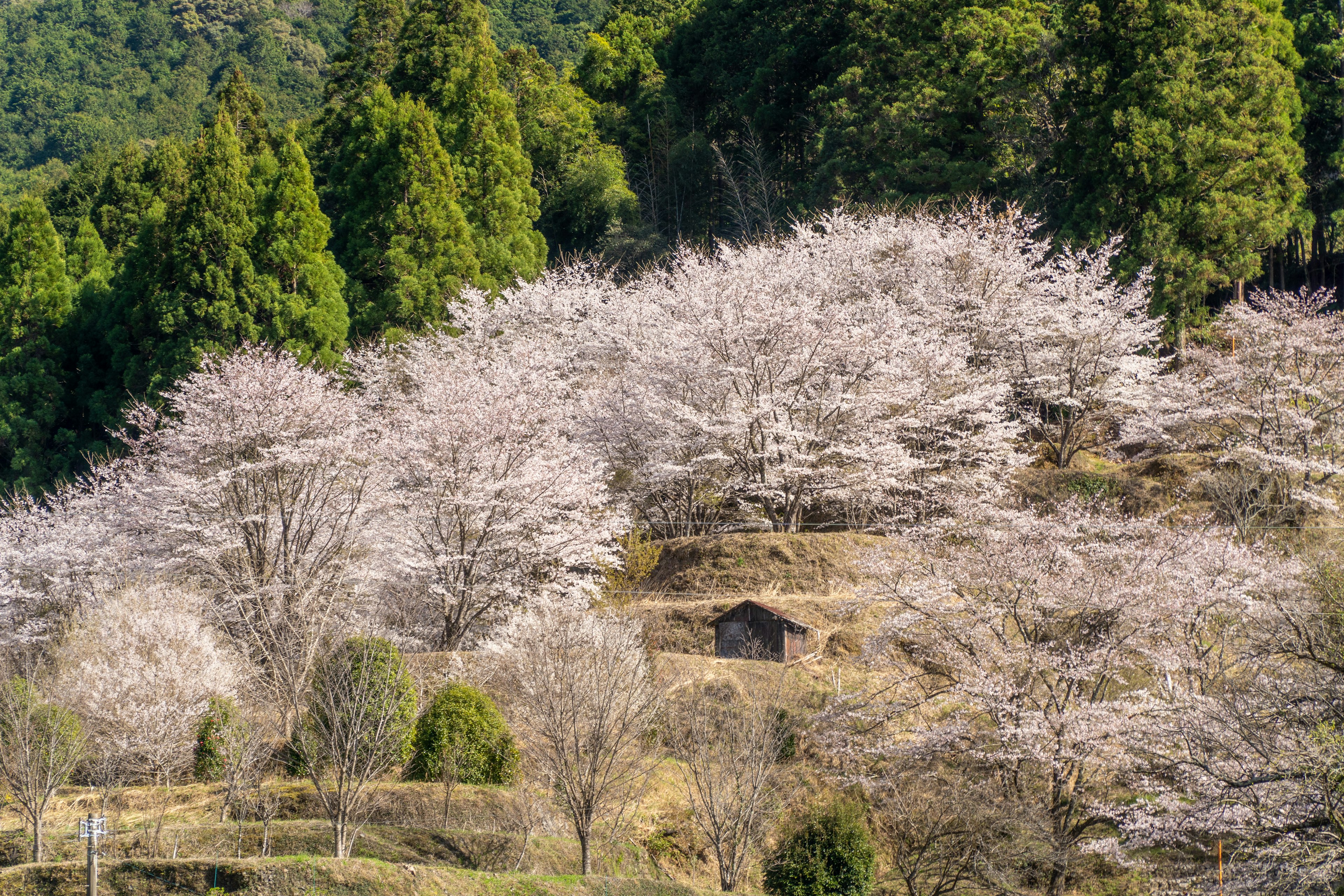 Un paysage de cerisiers en fleurs sur une colline avec une petite cabane